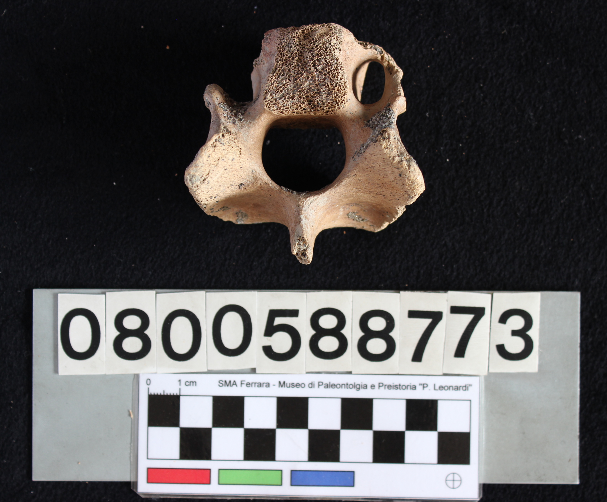 fossile (Indeterminato, vertebra, esemplare)