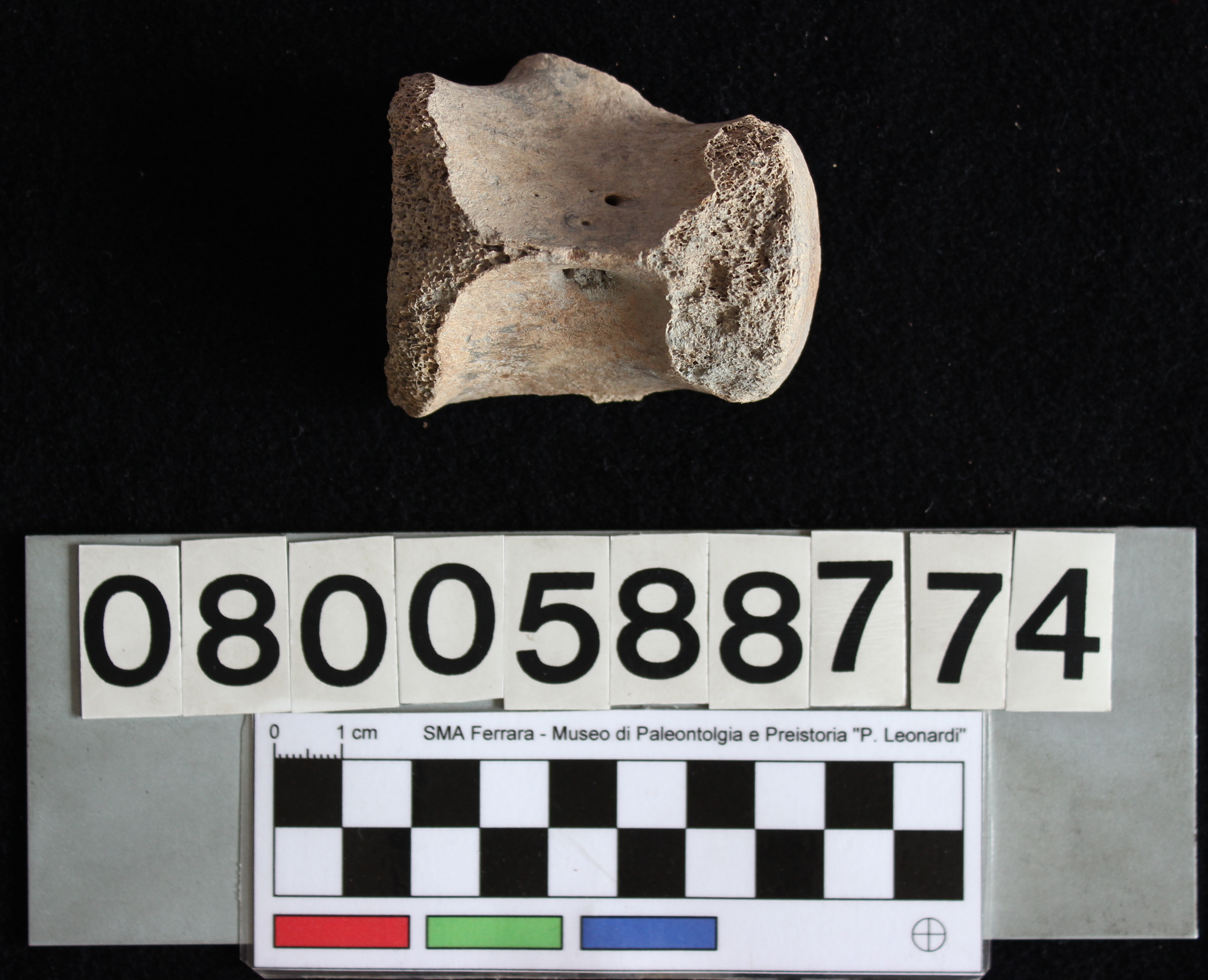 fossile (Indeterminato, vertebra, esemplare)