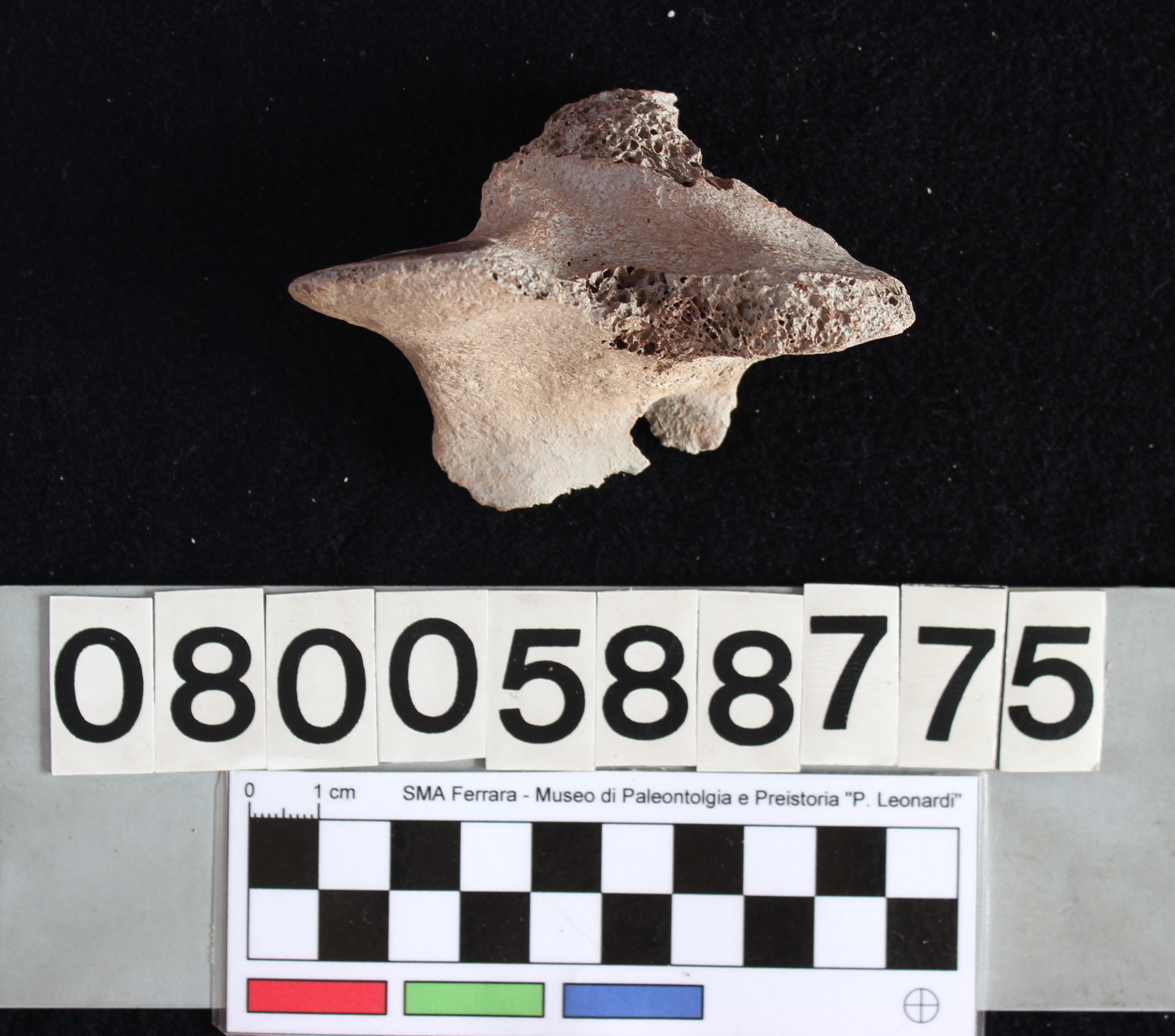 fossile (Indeterminato, vertebra, esemplare)