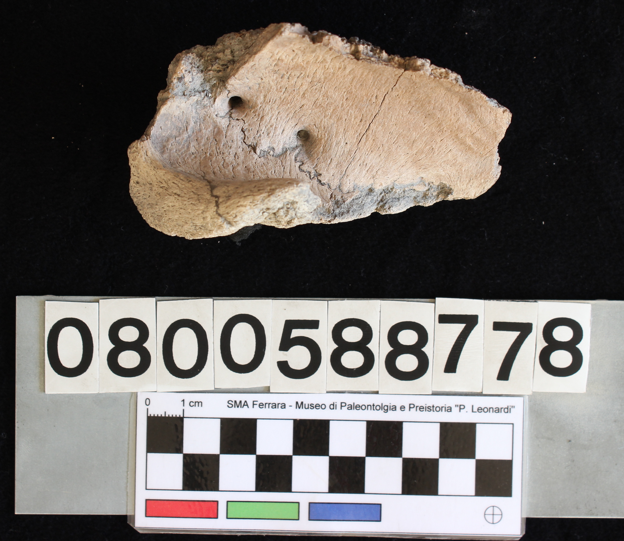 fossile (Bison priscus, vertebra, esemplare)