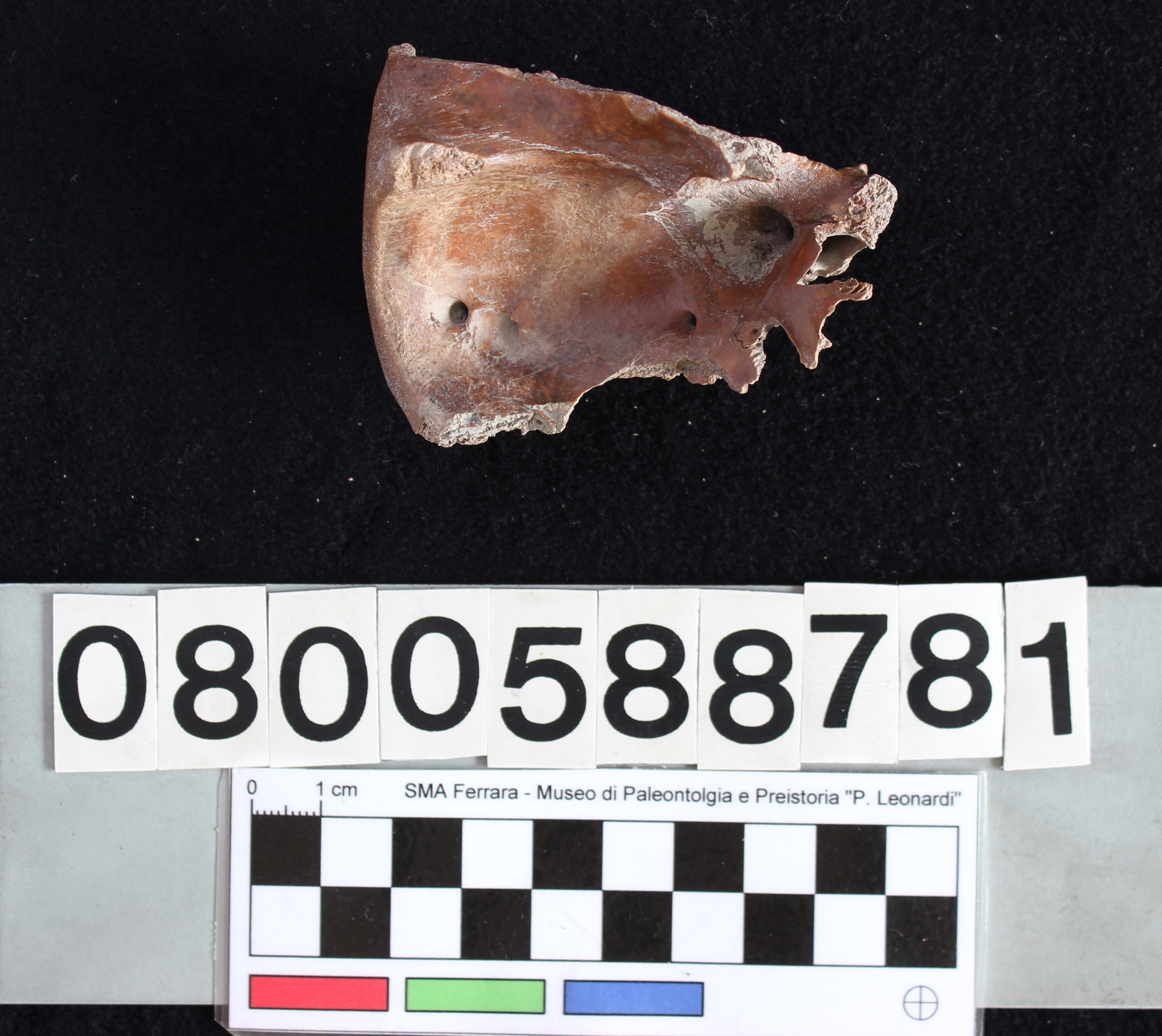 fossile (Sus Scrofa, orbitale, esemplare)