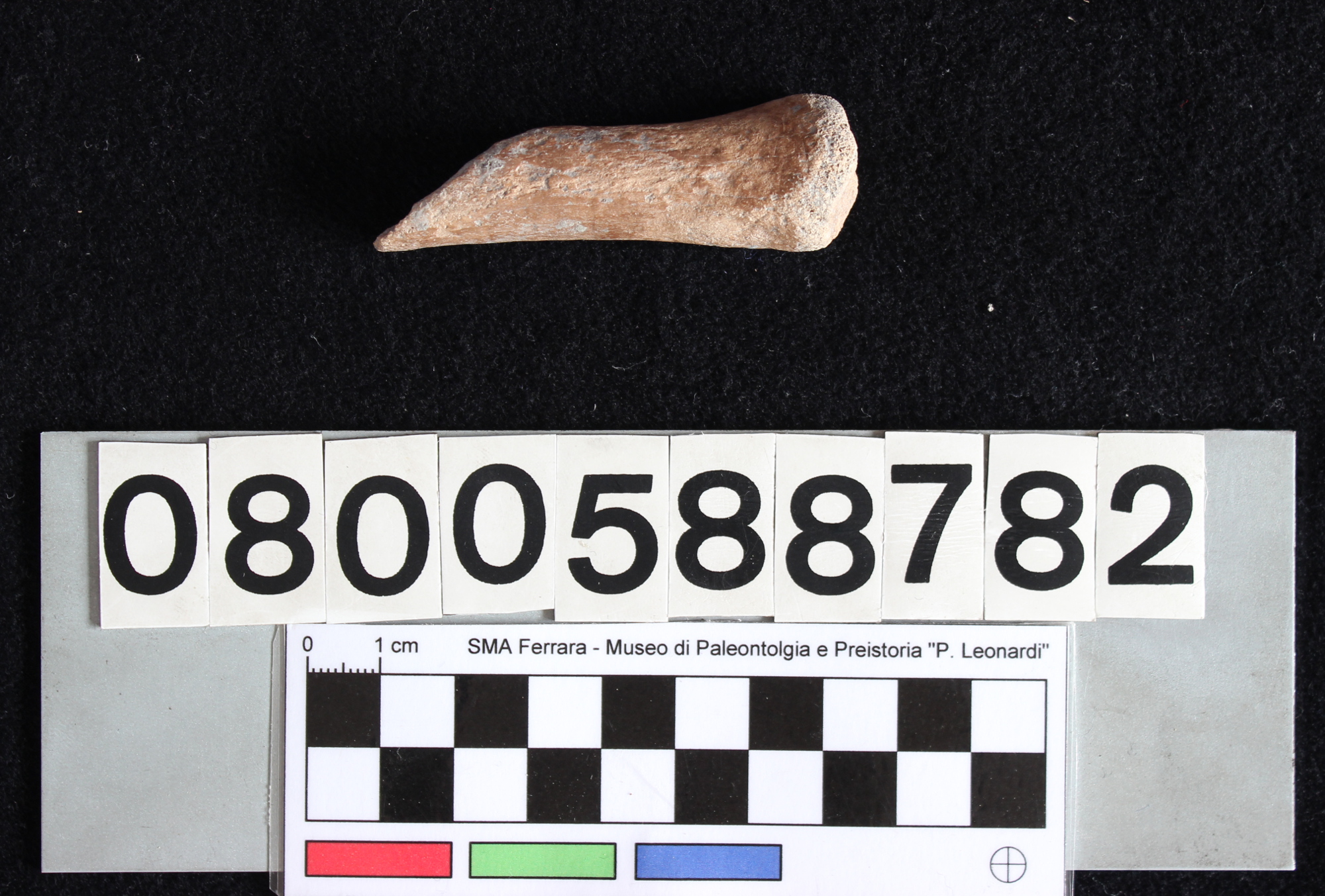 fossile (Sus Scrofa, radio, esemplare)