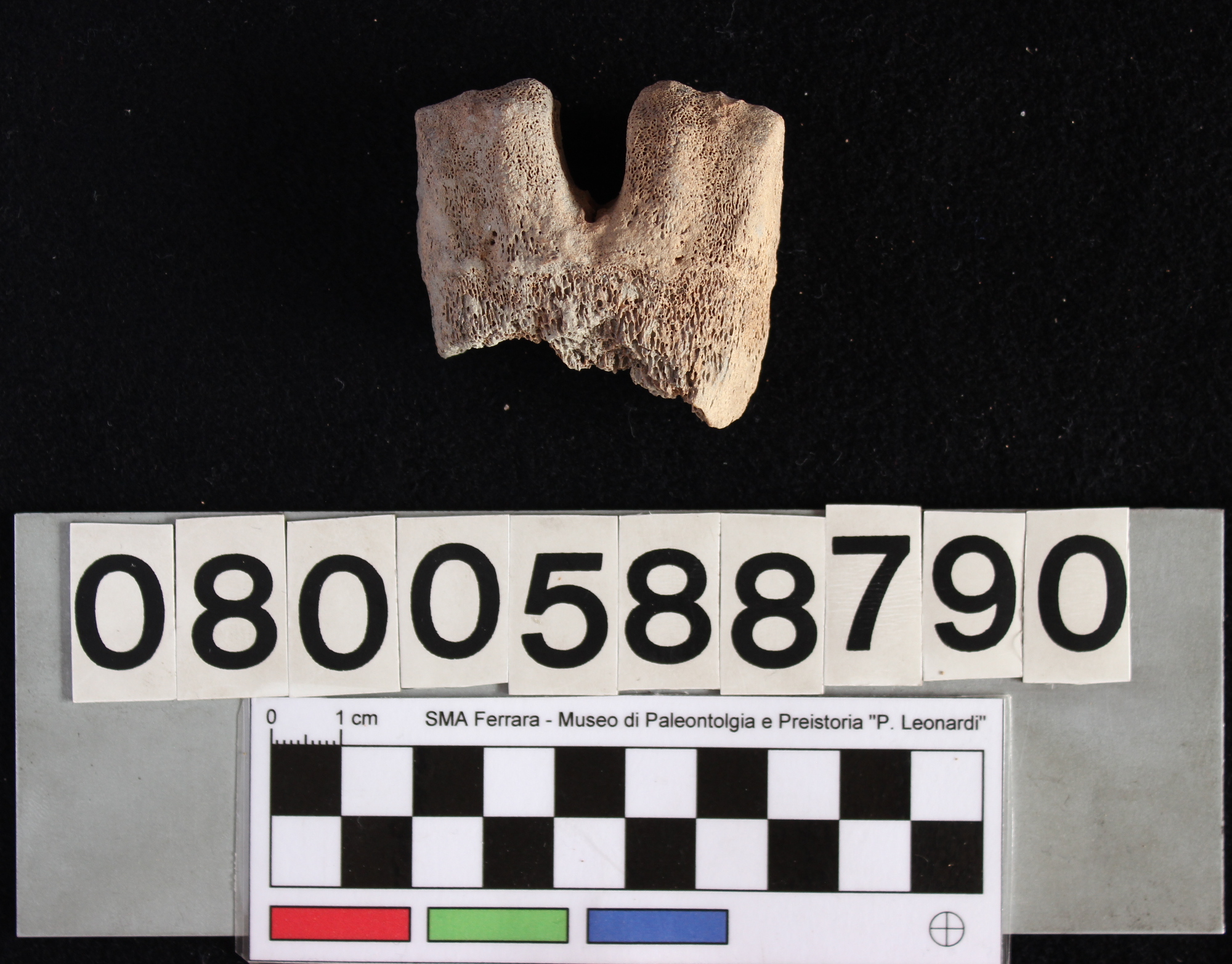 fossile (Indeterminato, metapode, esemplare)