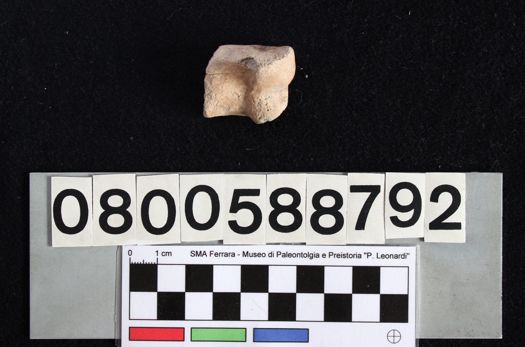 fossile (Indeterminato, falange, esemplare)