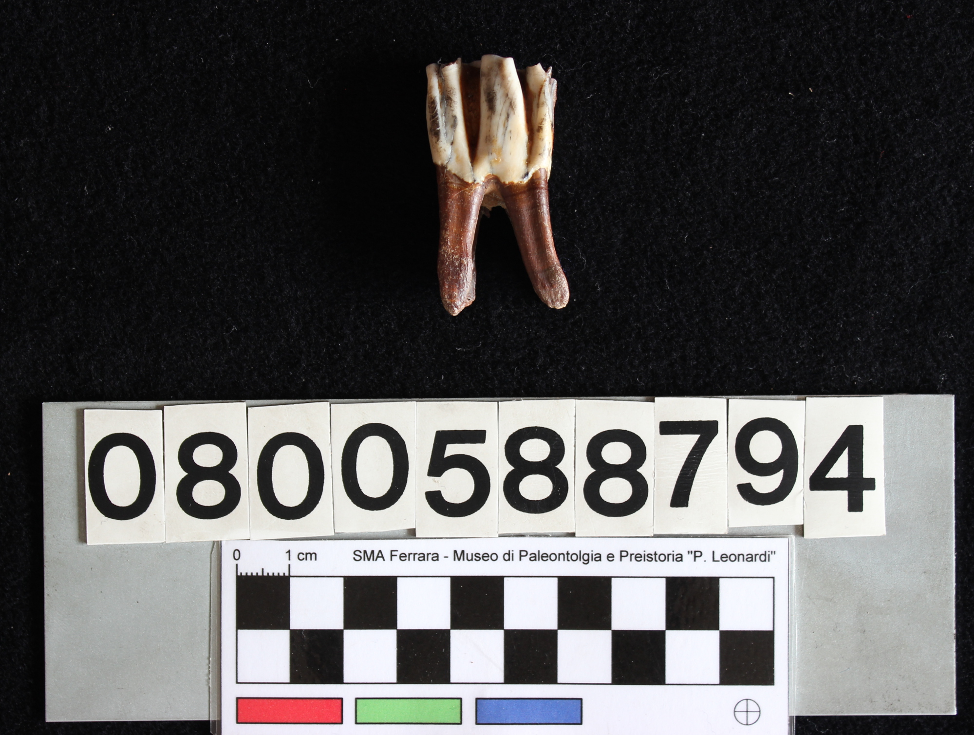 fossile (Bison priscus, dente, esemplare)