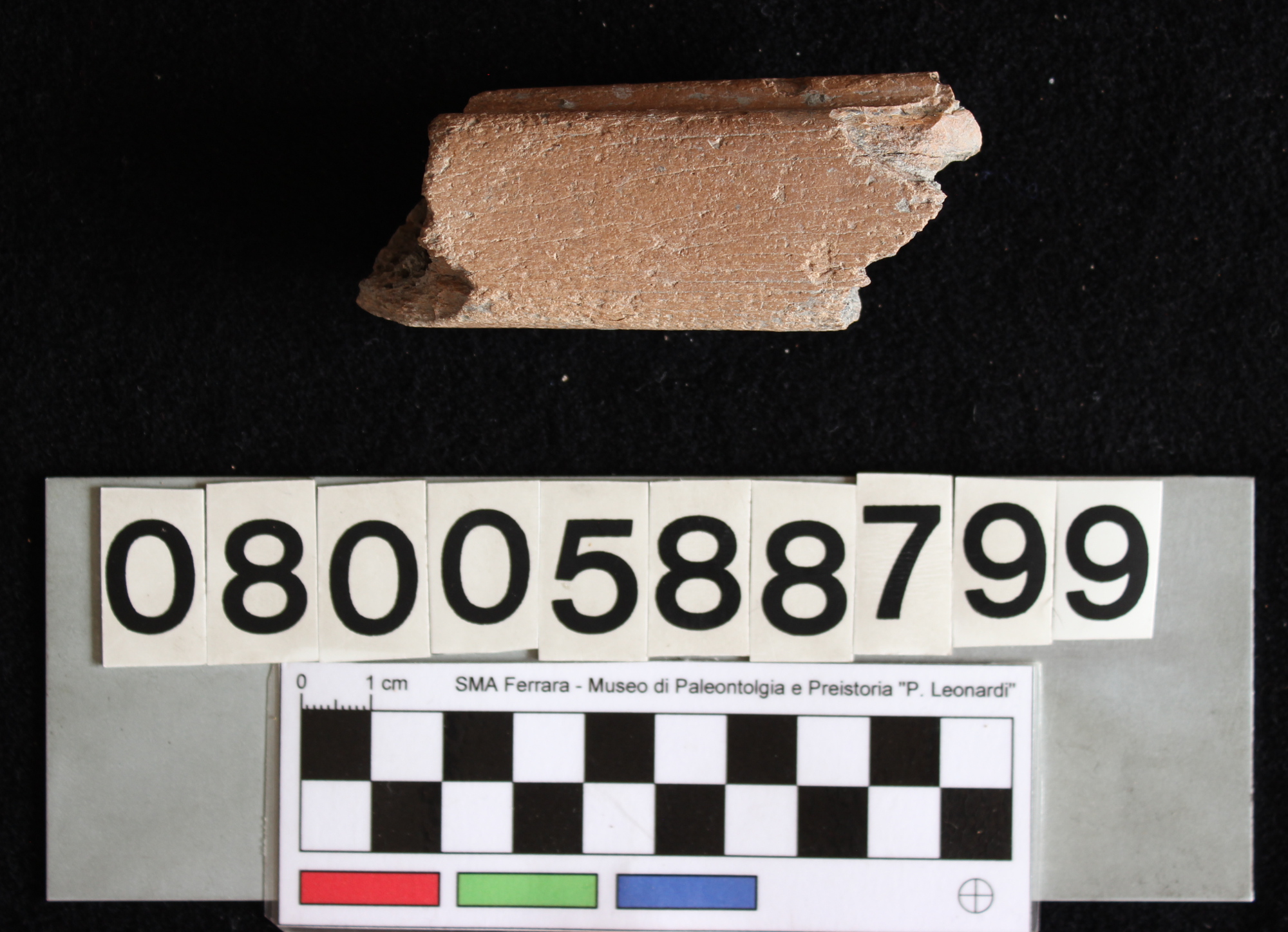 fossile (Cervidae, metapodiale, esemplare)