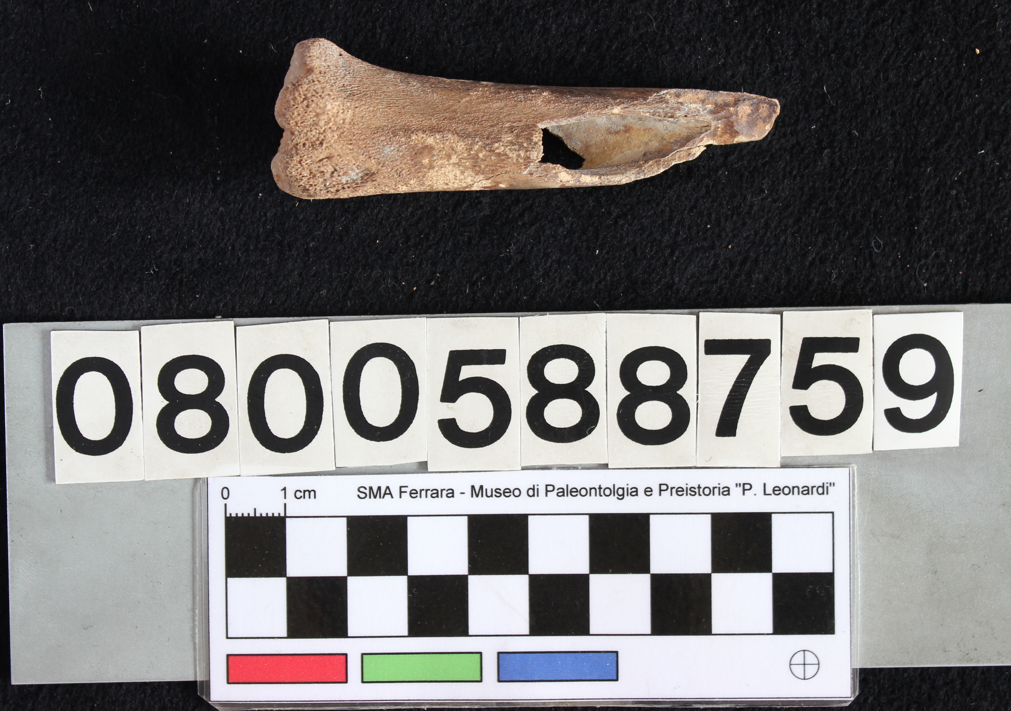 fossile (Sus scrofa, tibia, esemplare)