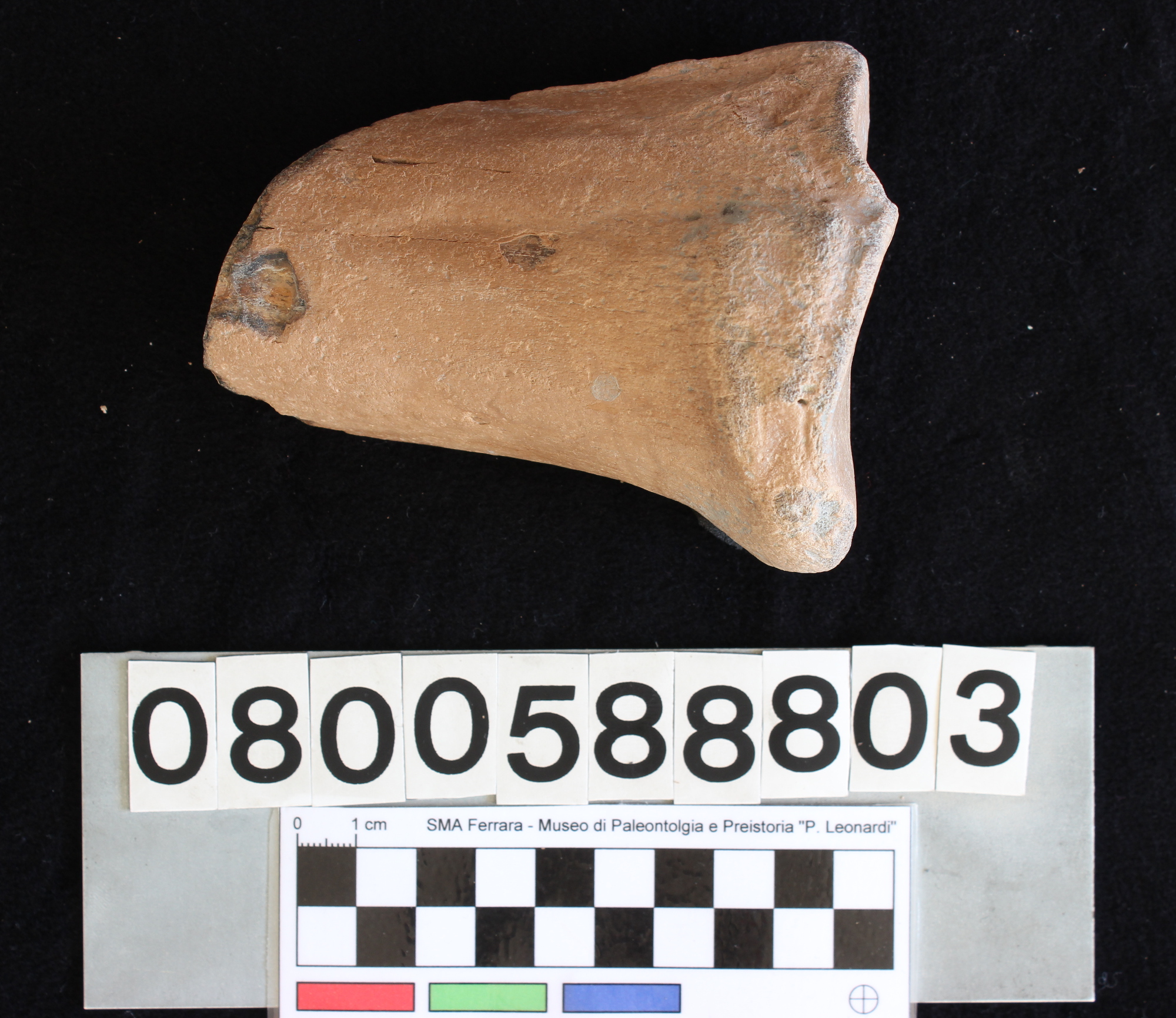 fossile (Bos vel Bison, metacarpo, esemplare)