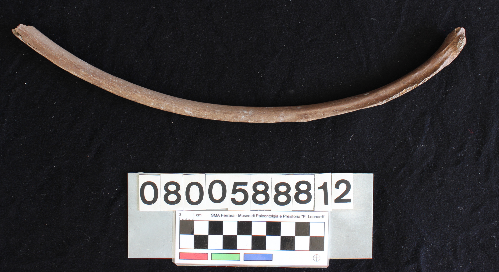 fossile (Indeterminato, costa, esemplare)