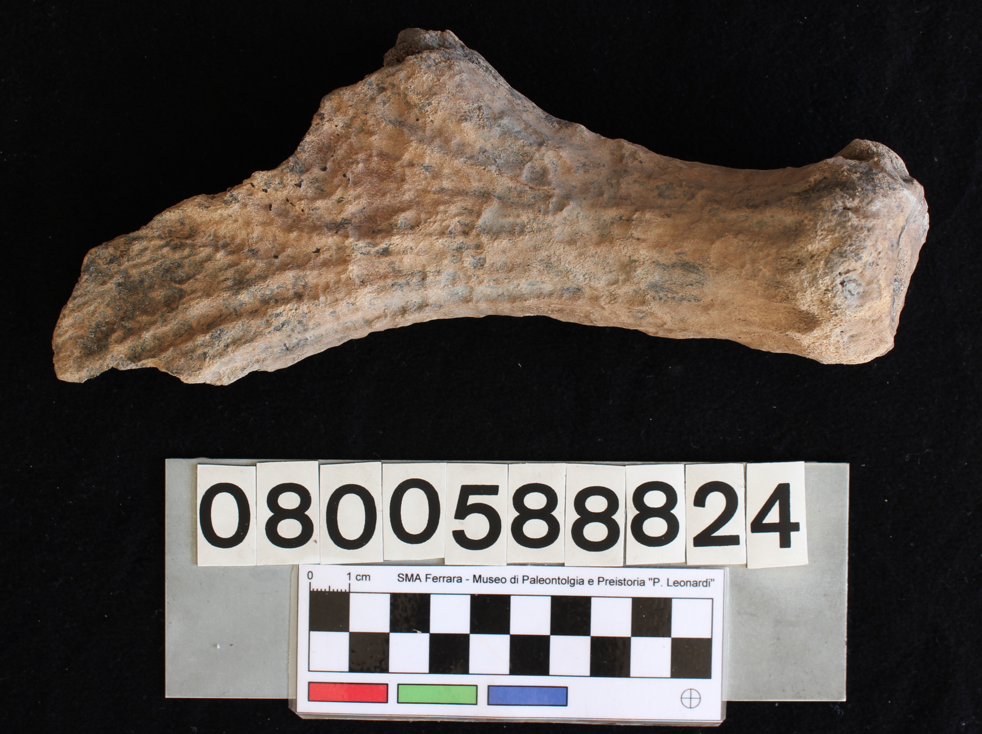 fossile (Alces alces, palco, esemplare)