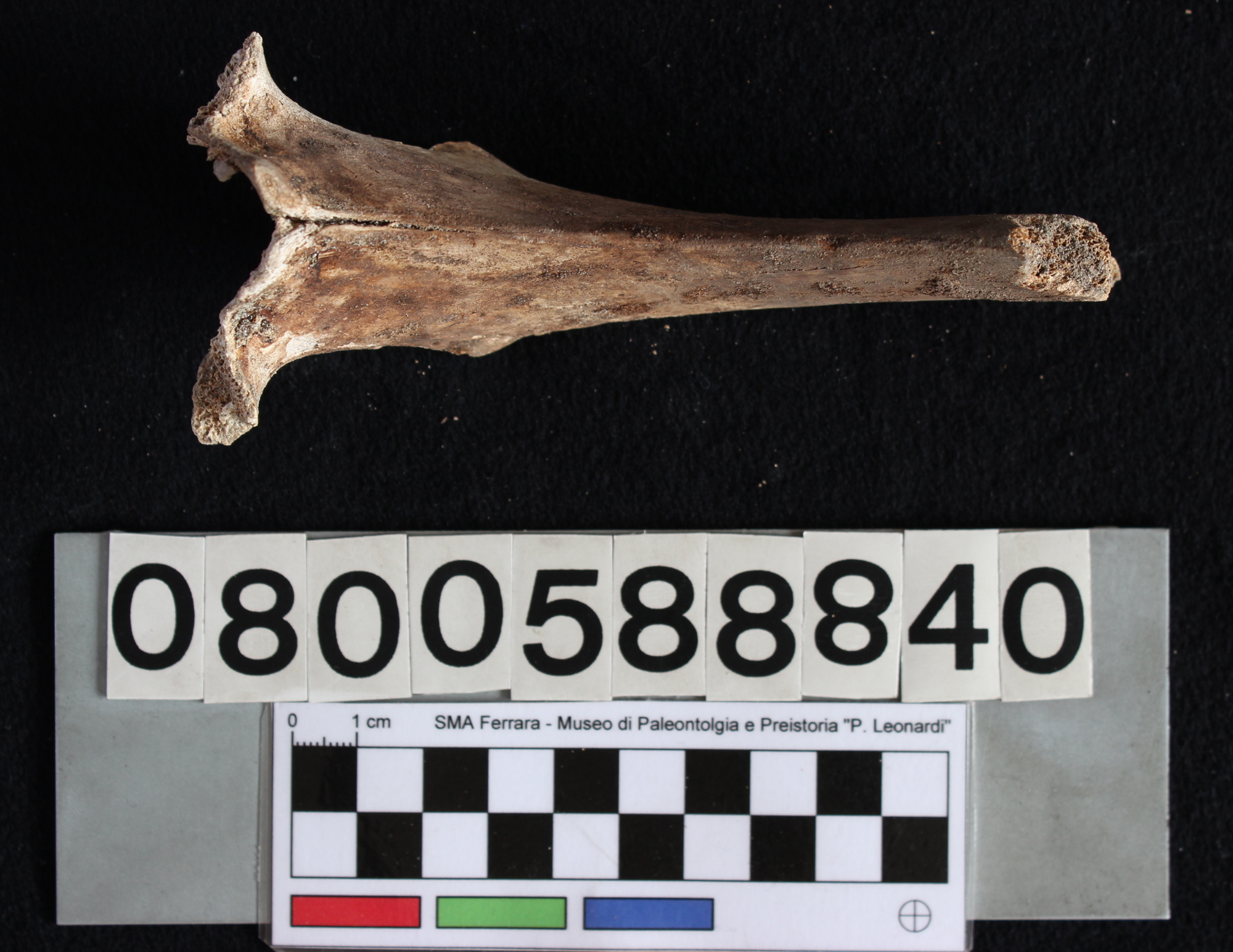 fossile (Indeterminato, vertebra, esemplare)