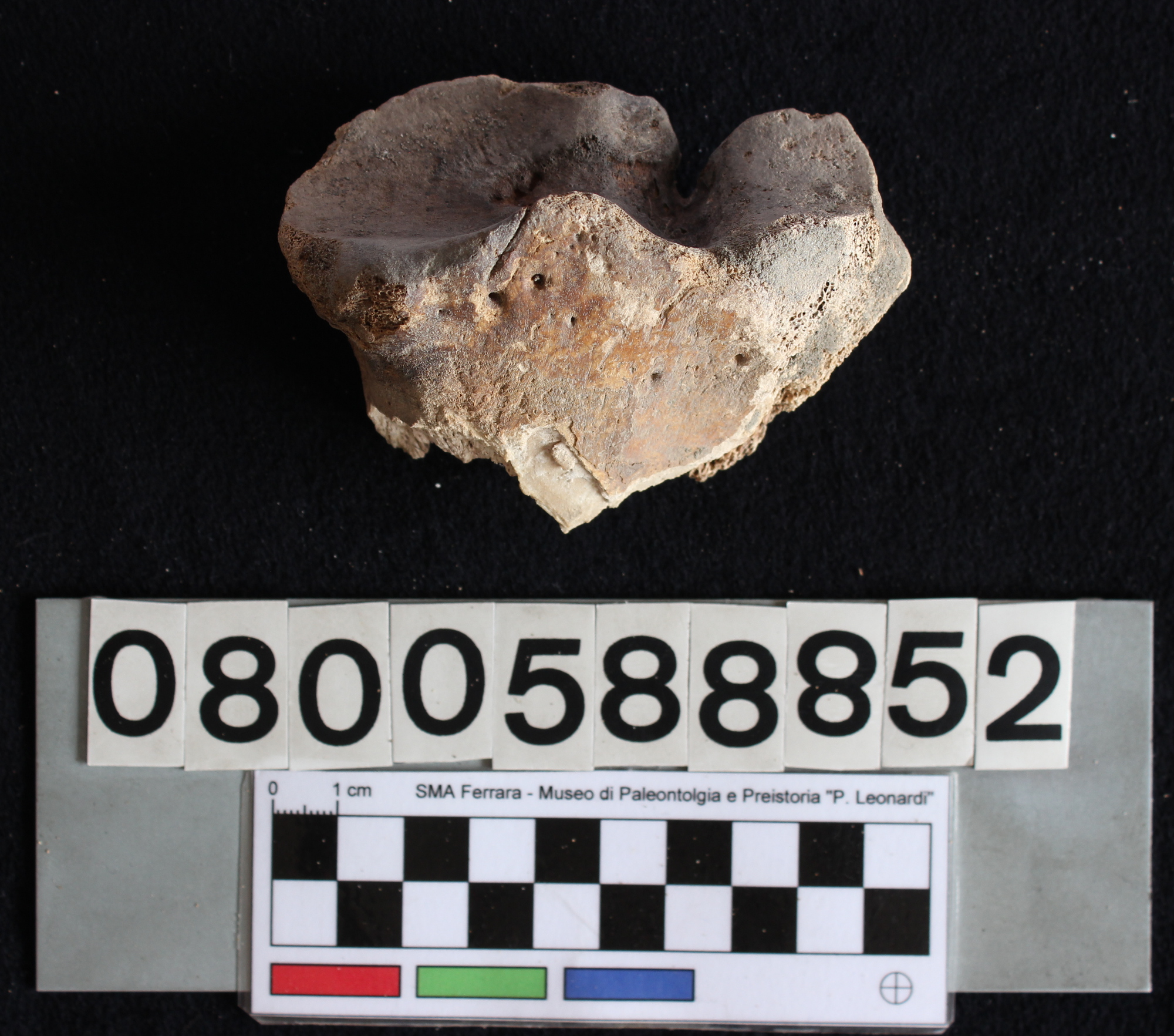 fossile (Bos primigenius, radio, esemplare)