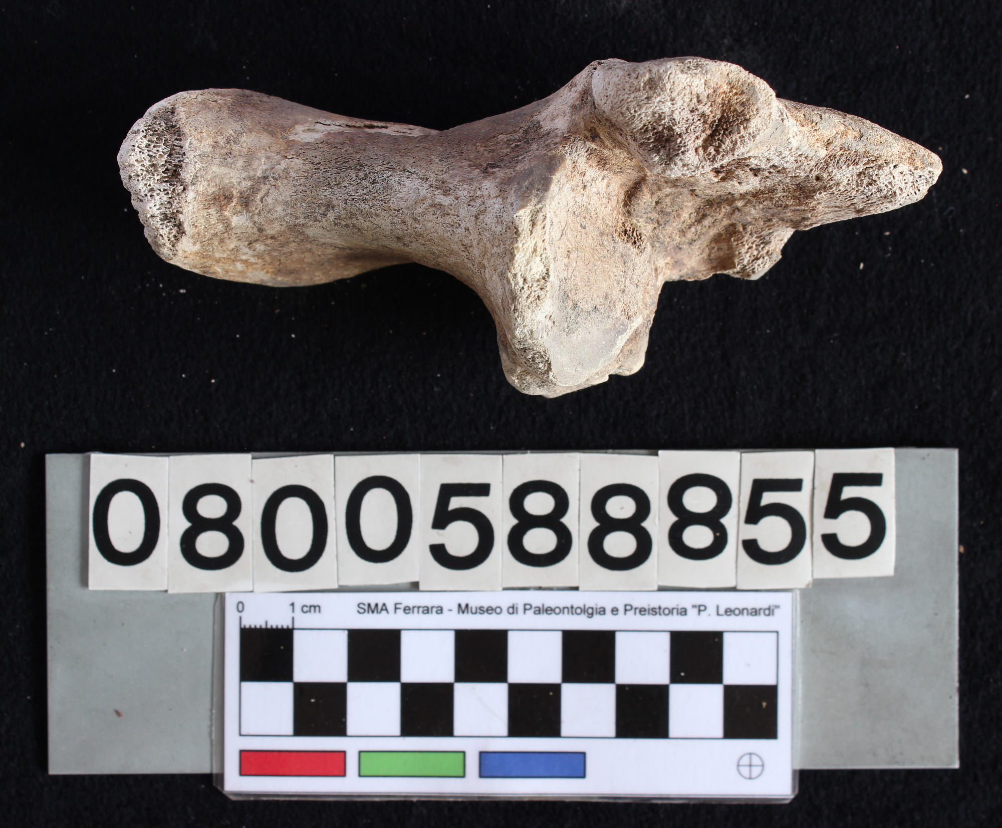 fossile (Bos primigenius, calcagno, esemplare)