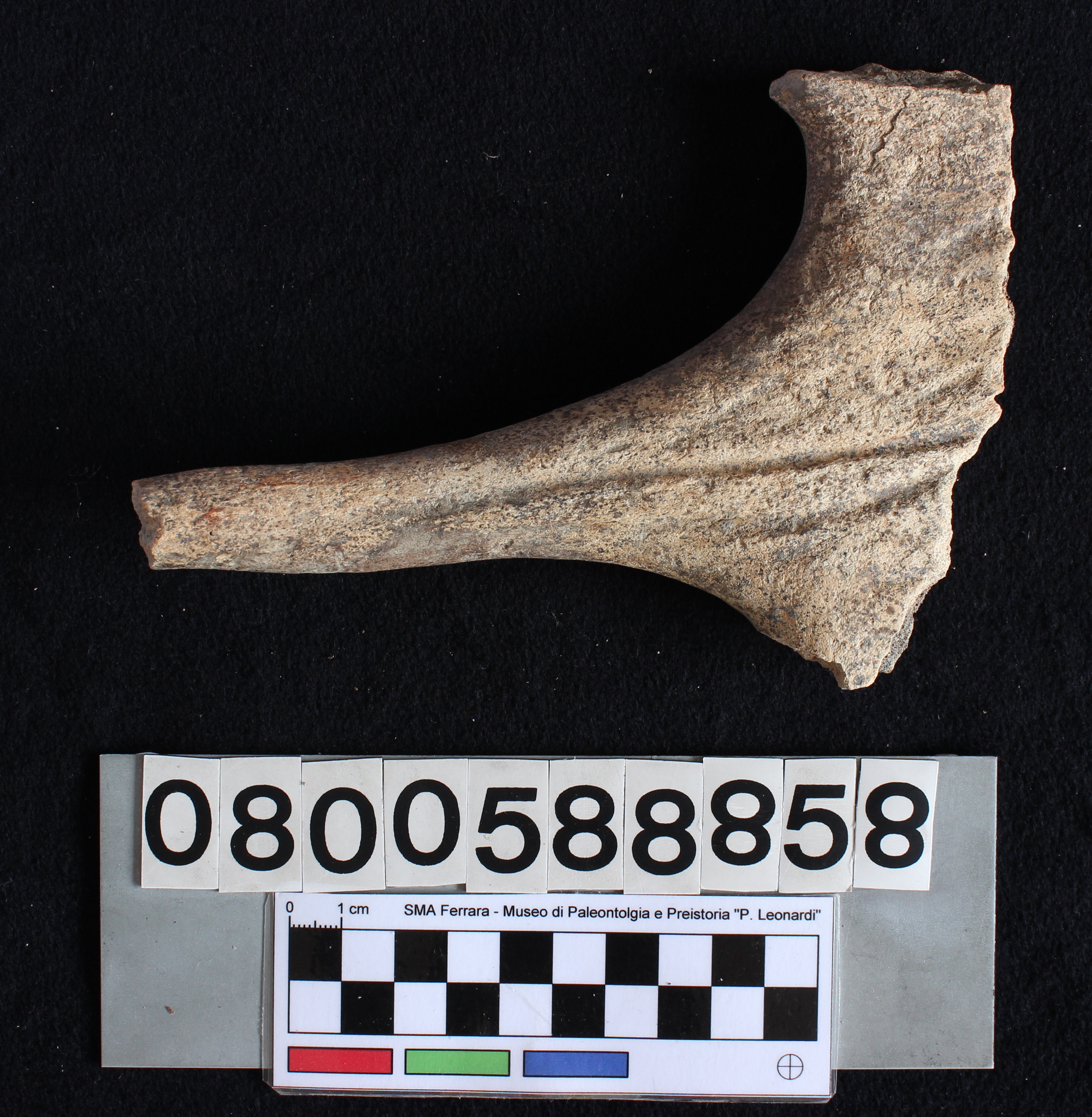 fossile (Alces alces, palco, esemplare)