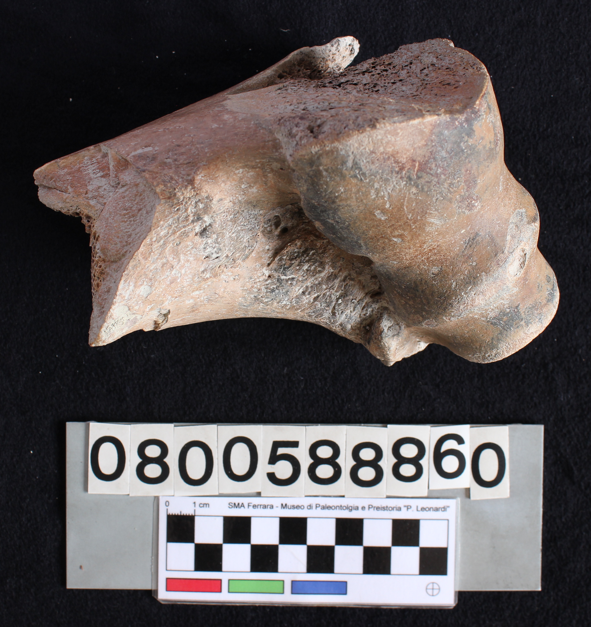 fossile (Bison priscus, tibia, esemplare)