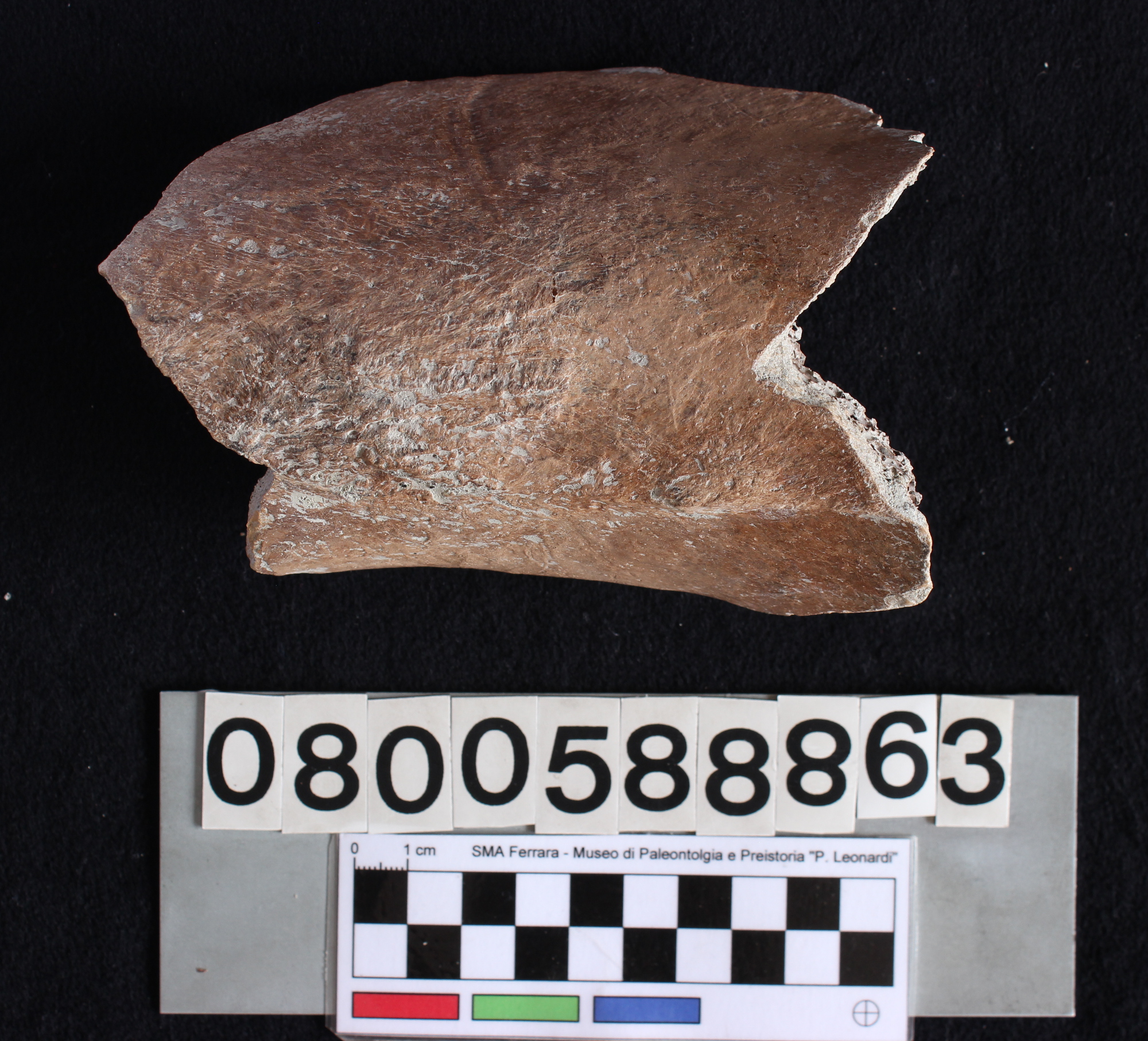 fossile (Indeterminato, diafisi, esemplare)