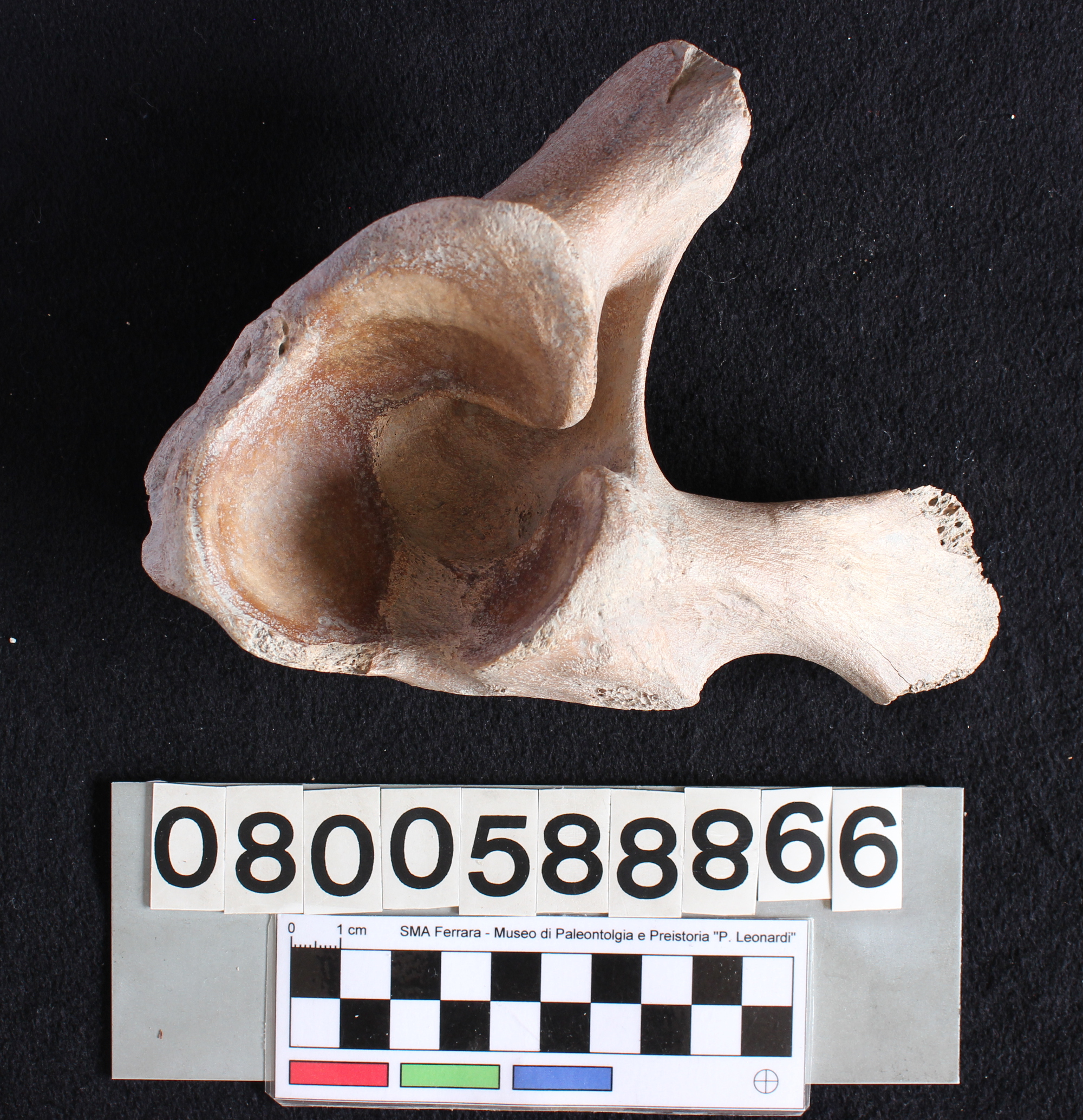 fossile (Alces alces, bacino, esemplare)