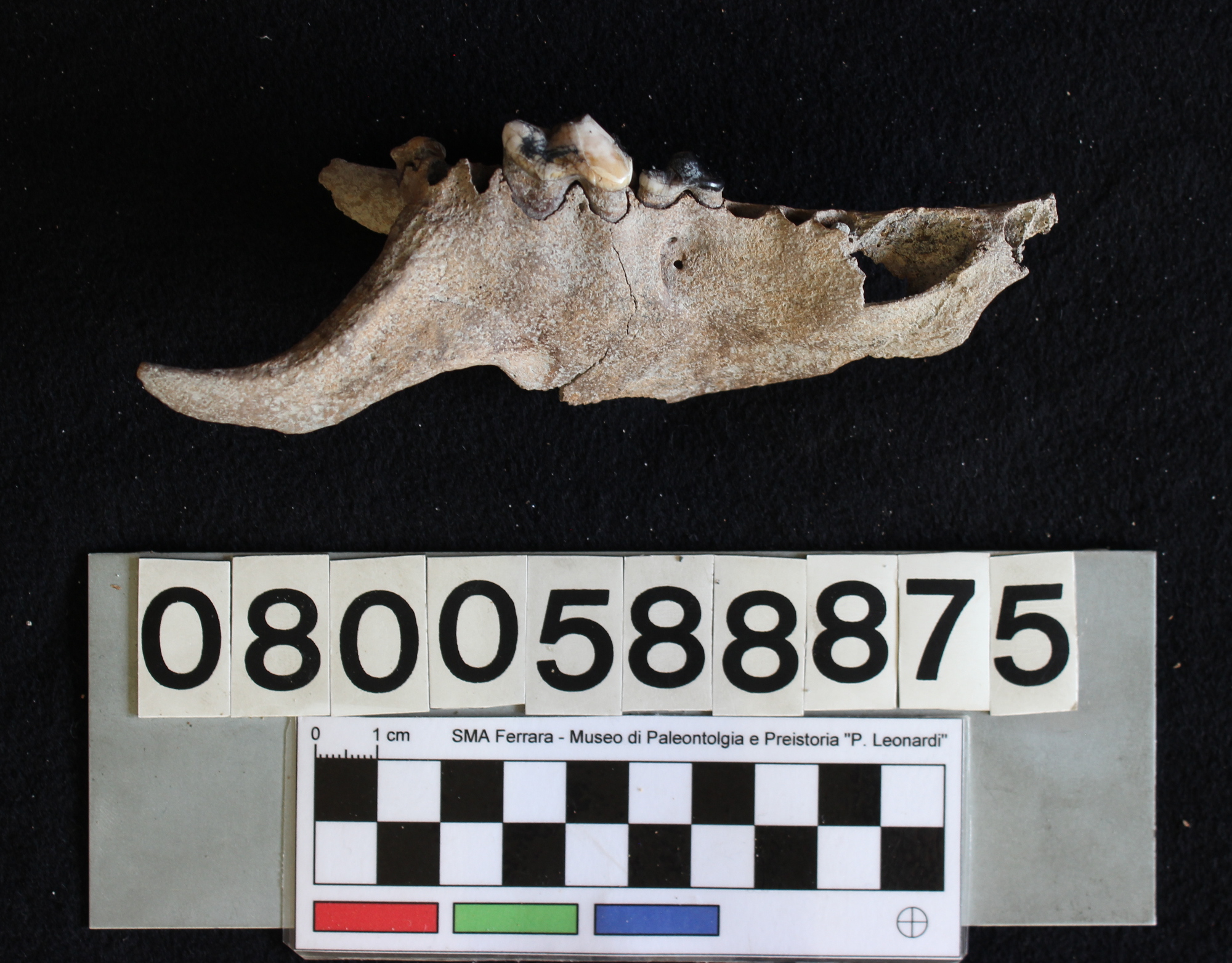 fossile (Canis lupus, mascellare, esemplare)