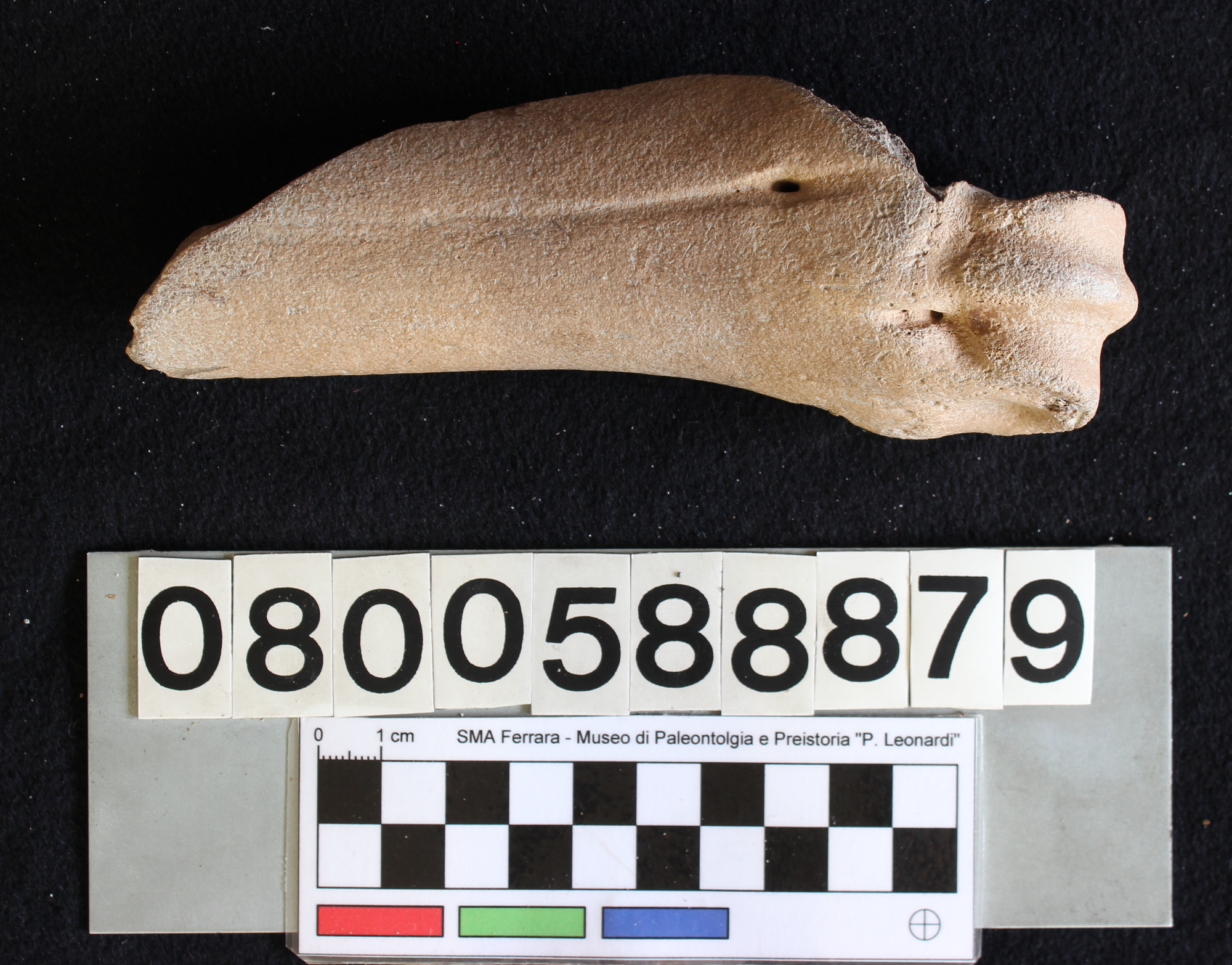 fossile (Bos primigenius, metacarpo, esemplare)