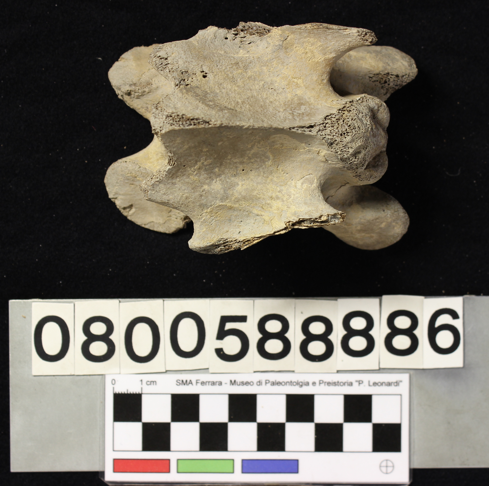 fossile (Indeterminato, vertebra, esemplare)