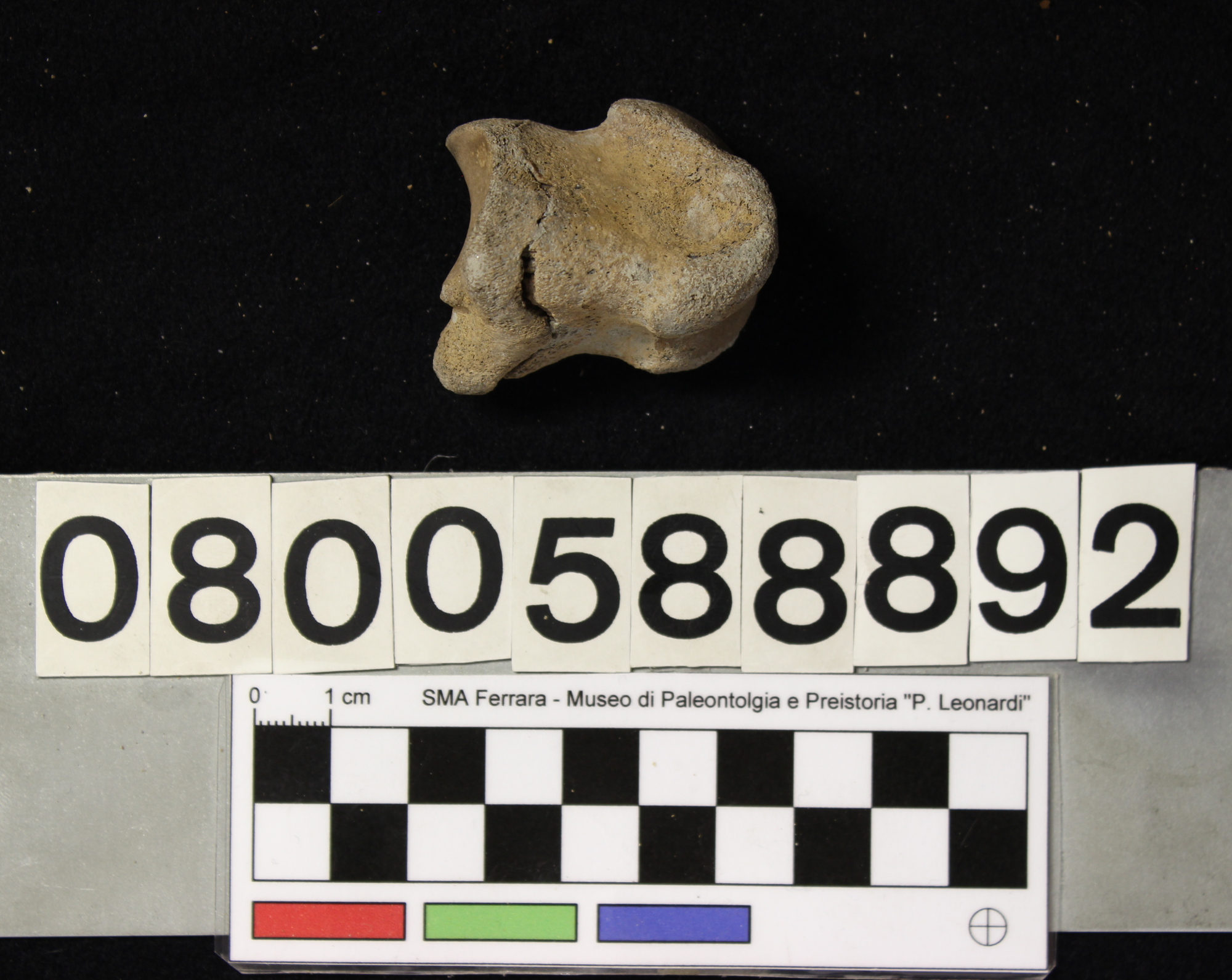 fossile (Bos prmigenius, falange, esemplare)