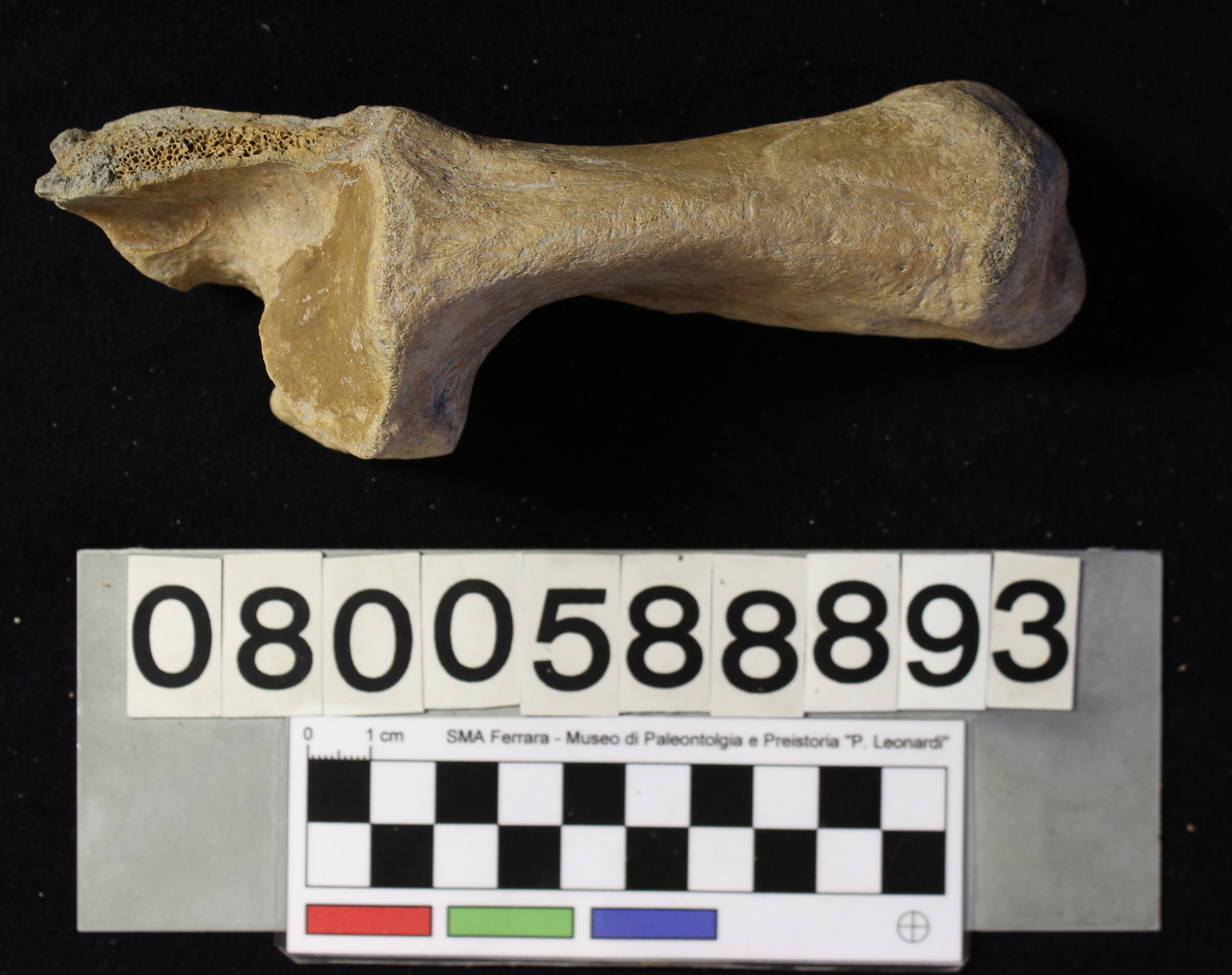 fossile (Bison priscus, calcagno, esemplare)