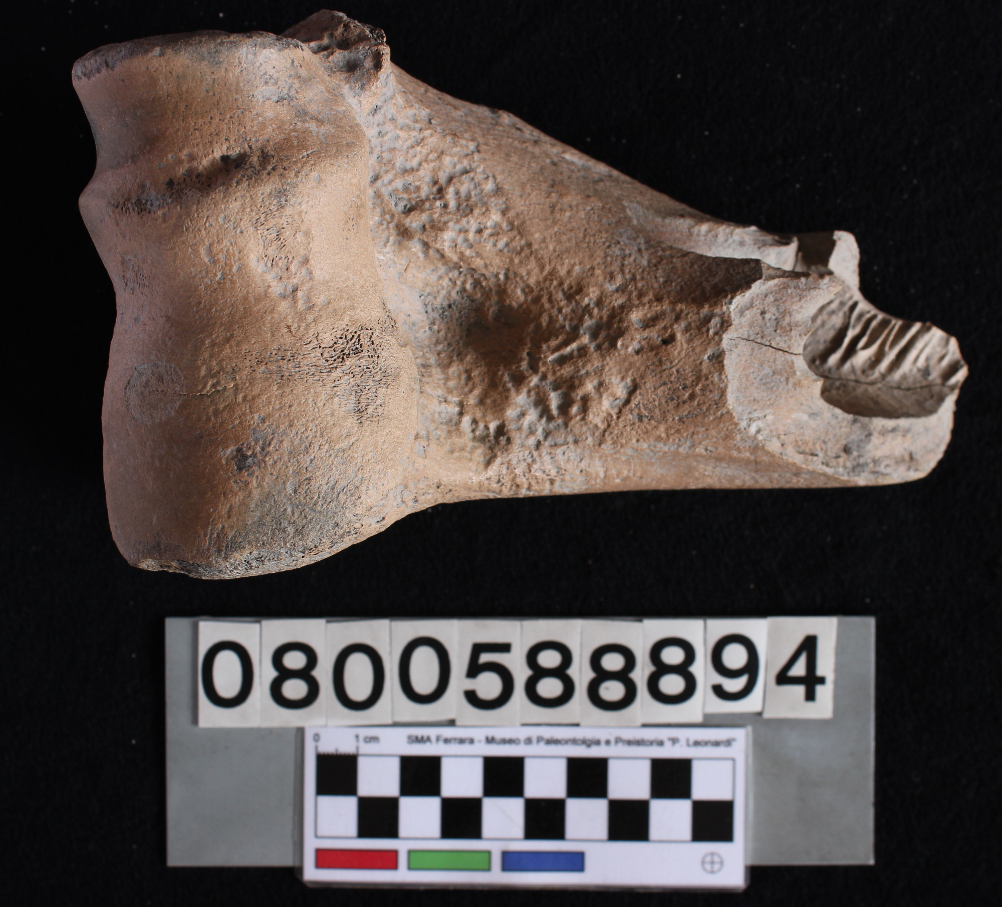 fossile (Bison sp., omero, esemplare)