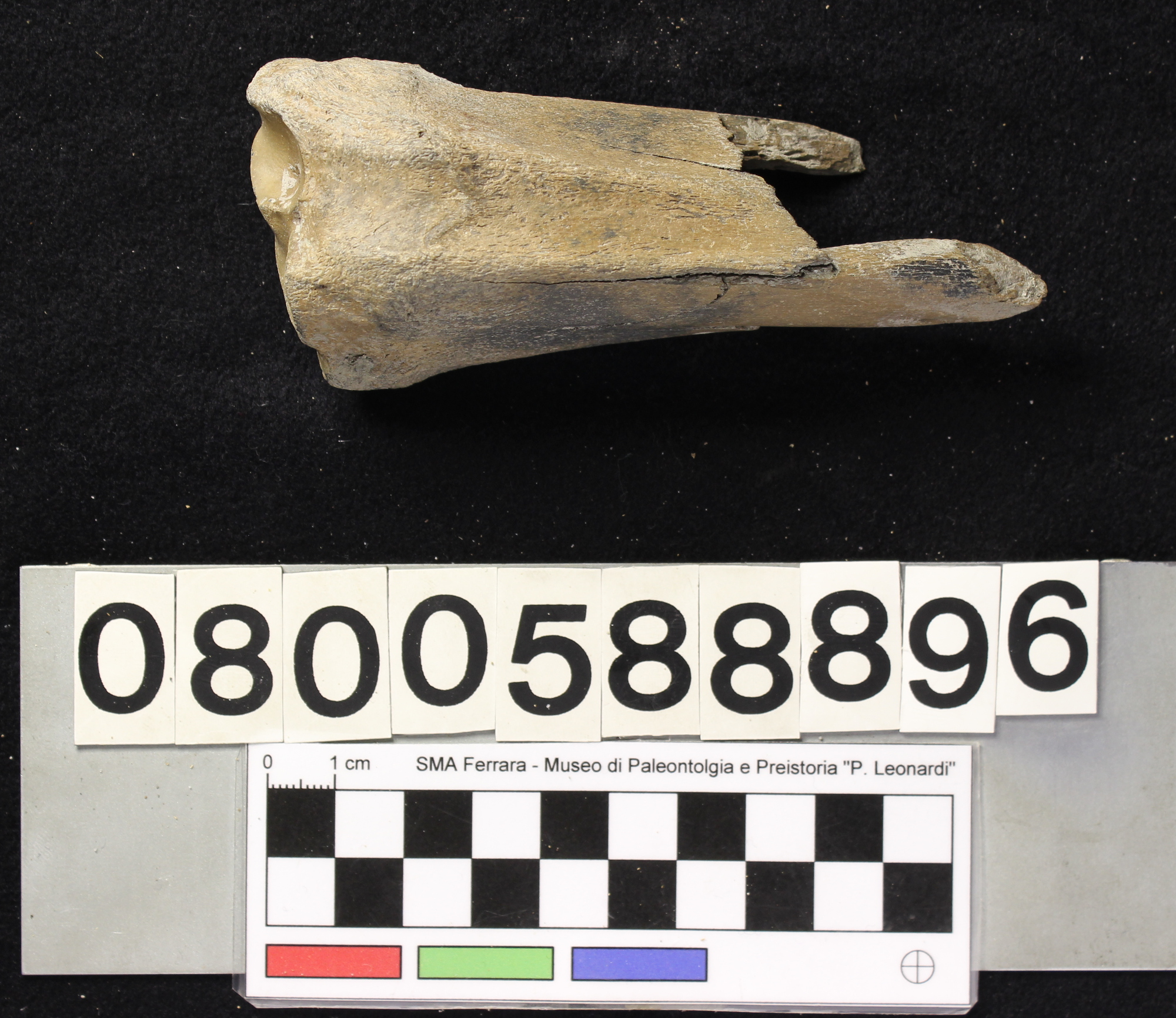 fossile (Cervus elaphus, radio, esemplare)