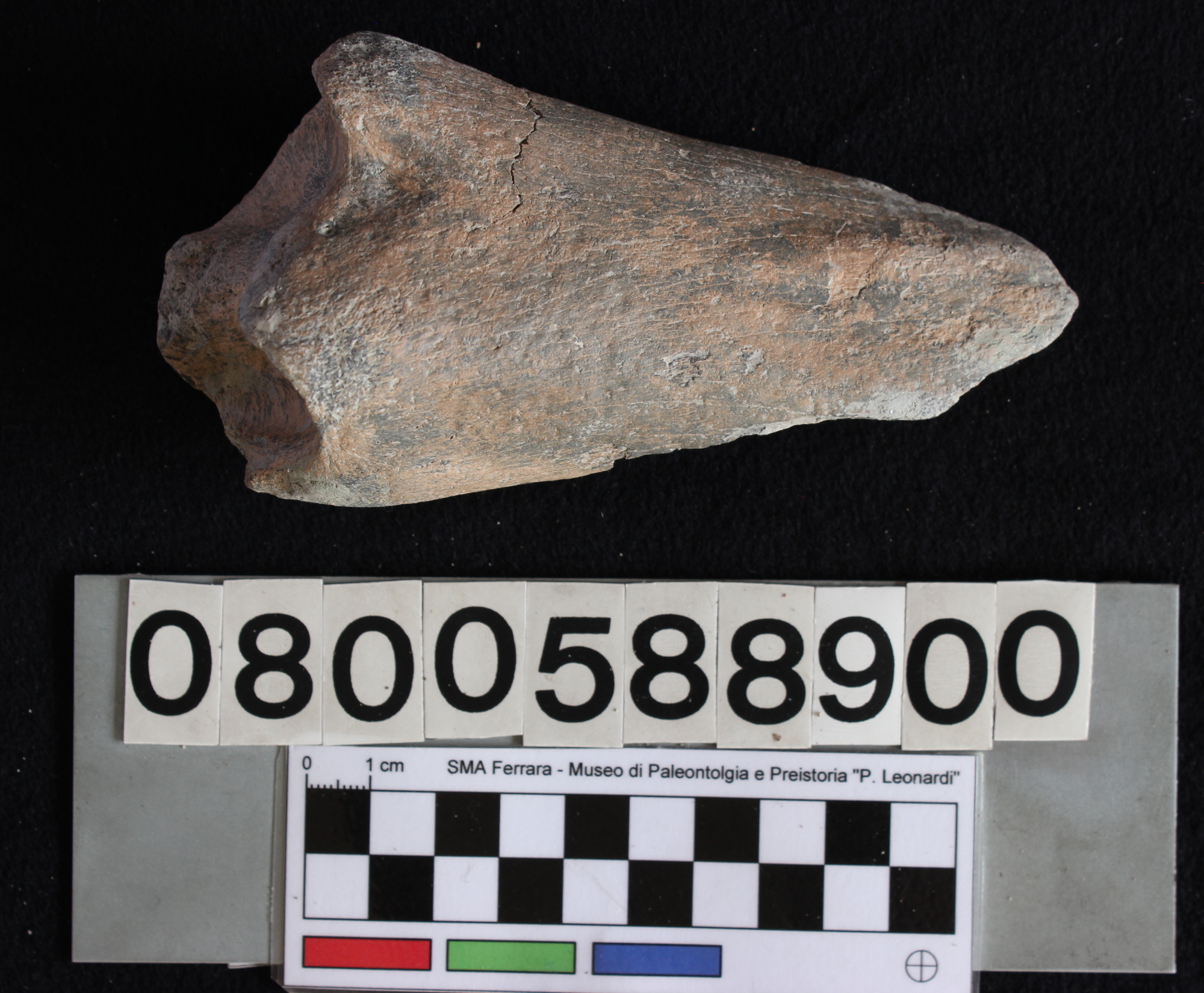 fossile (Bos vel Bison, tibia, esemplare)