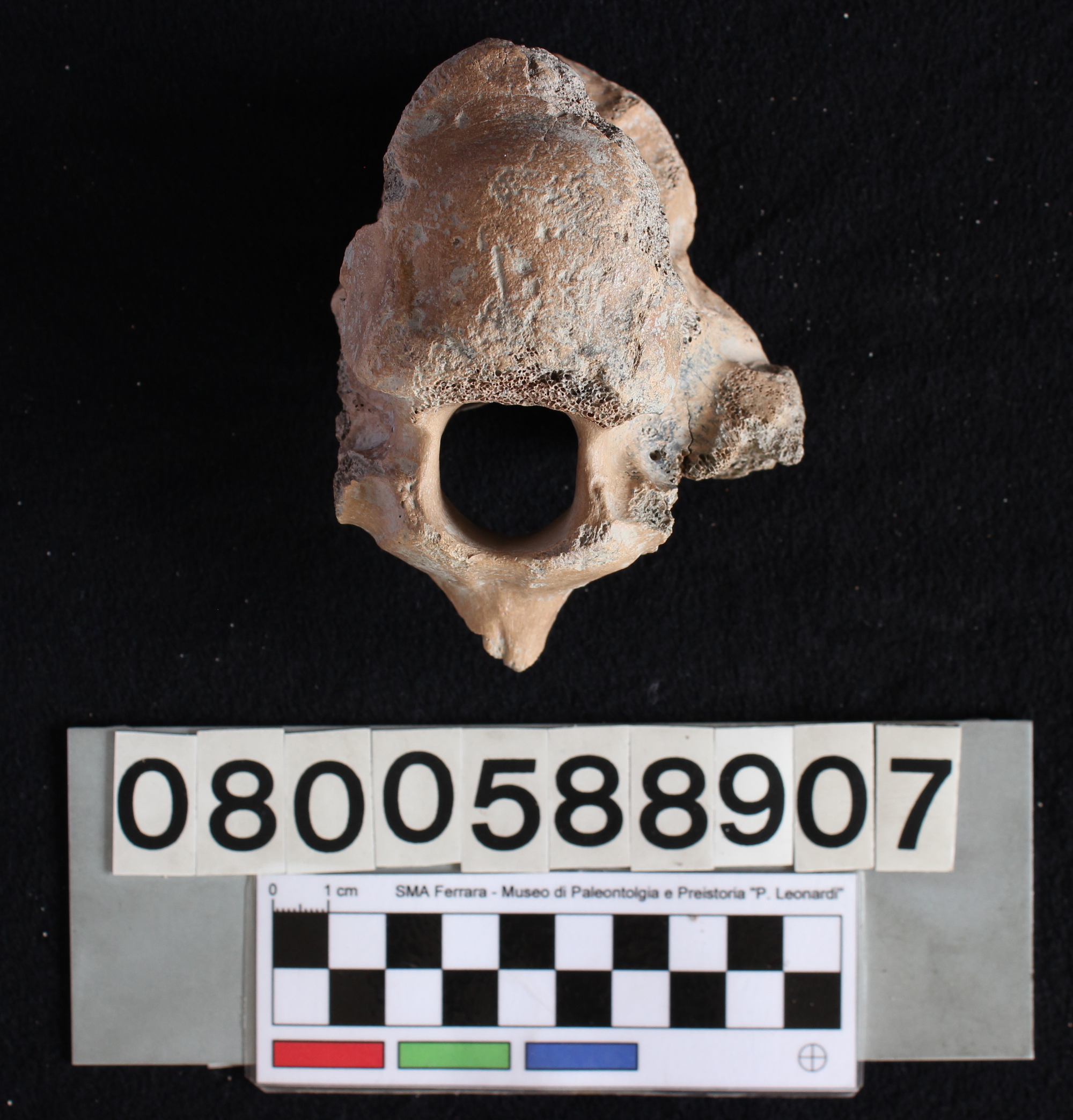 fossile (Indeterminato, vertebra, esemplare)