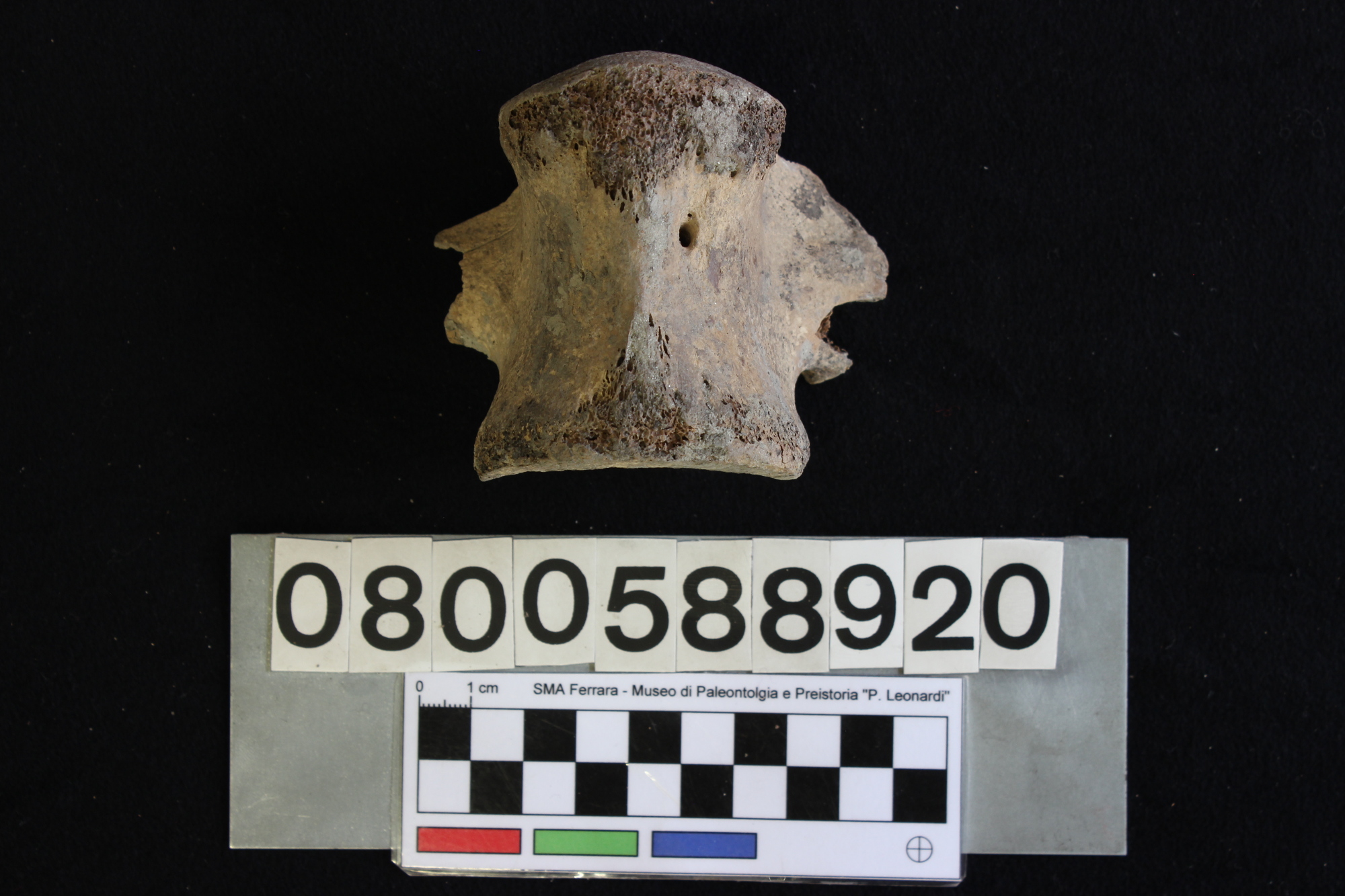 fossile (Indeterminato, corpo vertebrale, esemplare)