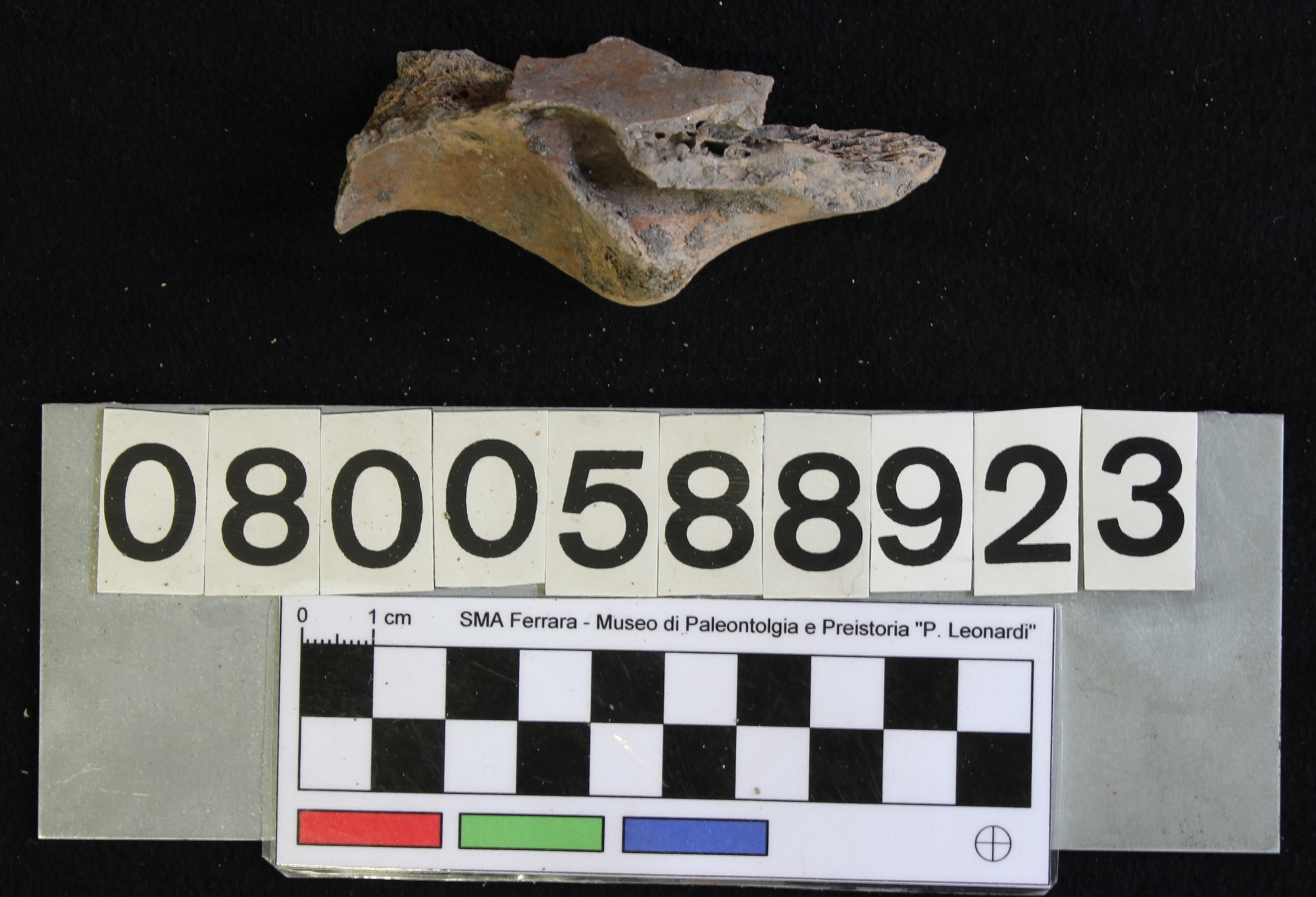 fossile (Indeterminato, ulna, esemplare)