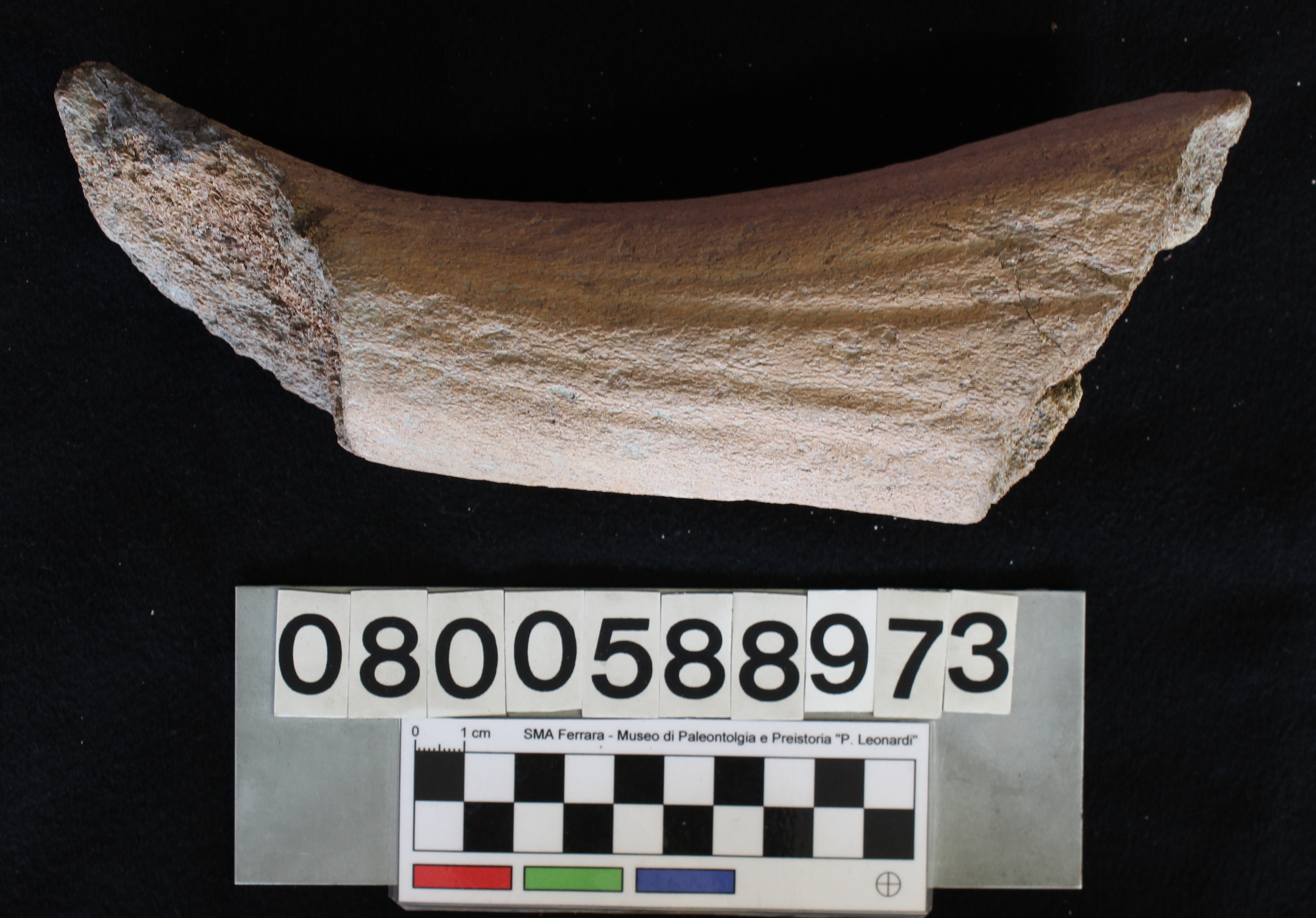 fossile (Bos vel Bison, cavicchia ossea, esemplare)