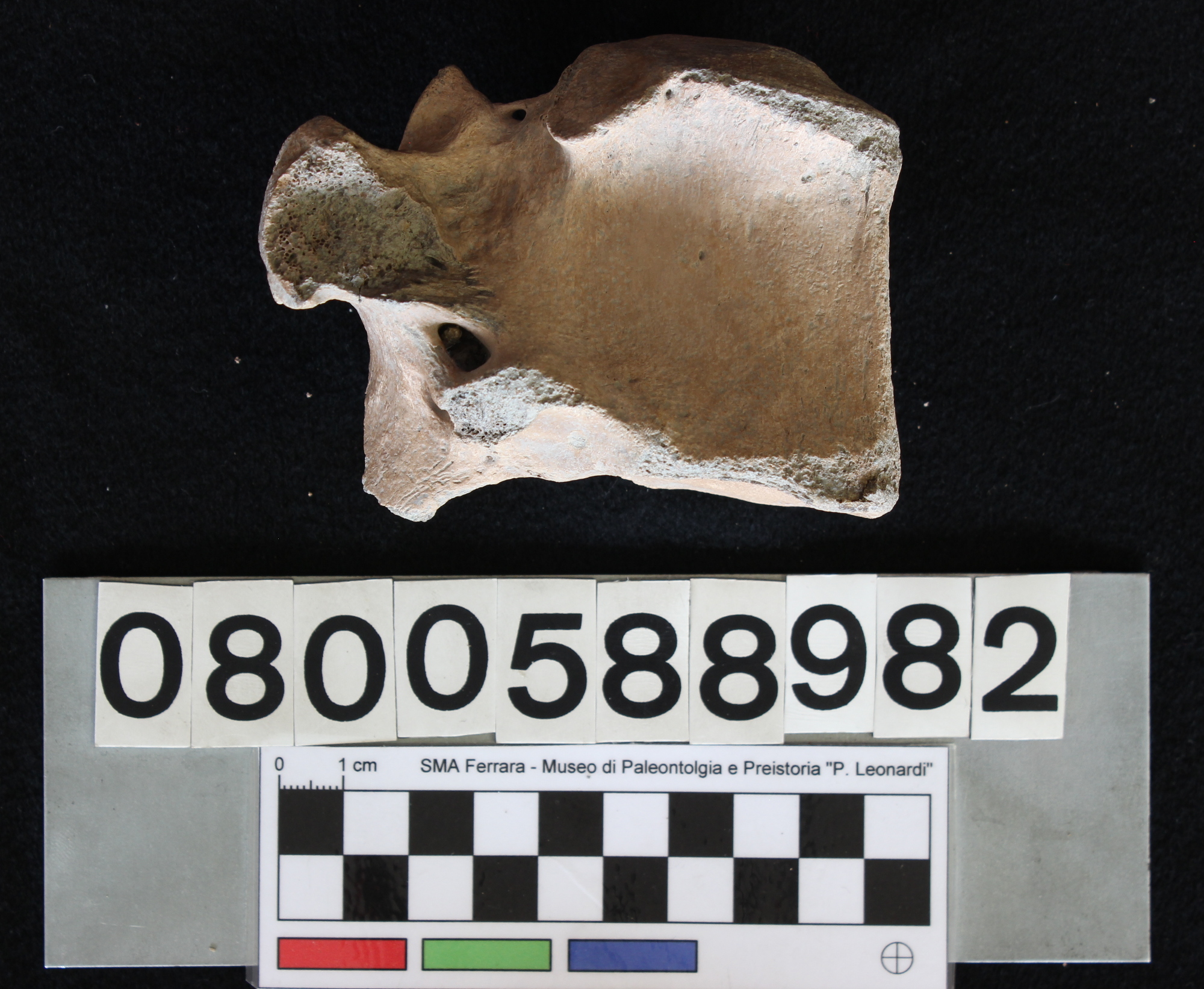 fossile (Indeterminato, vertebra, esemplare)