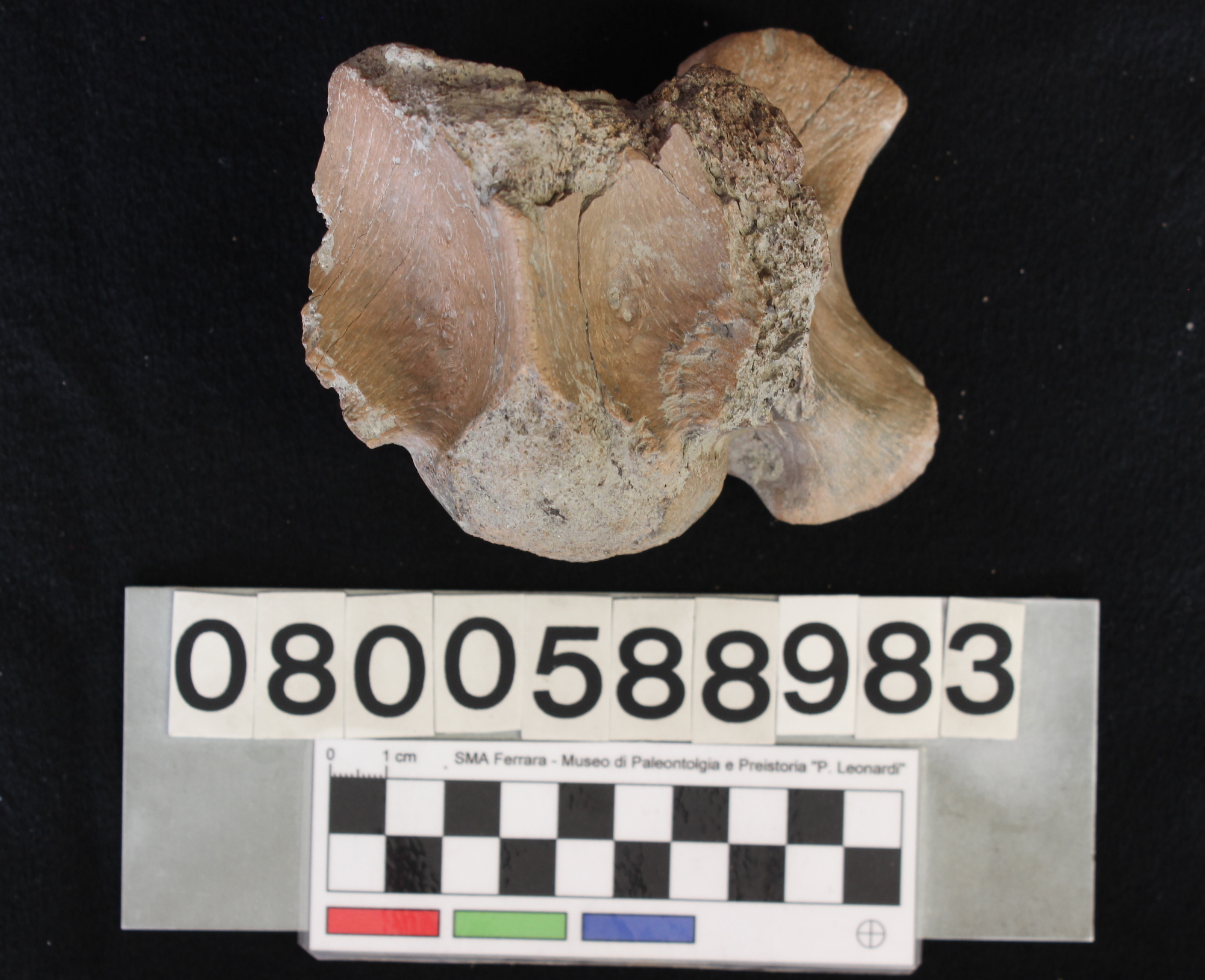 fossile (Indeterminato, vertebra, esemplare)