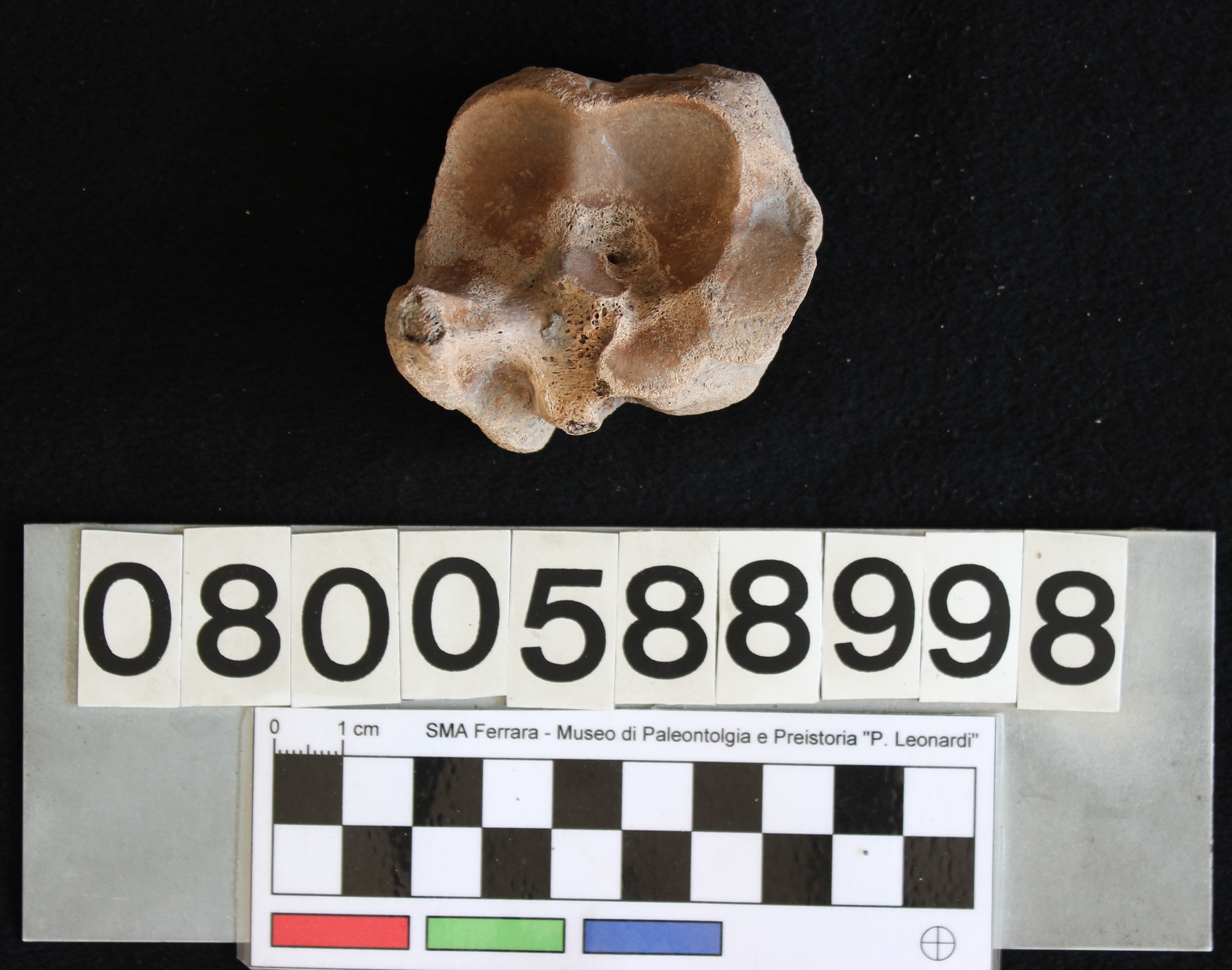 fossile (Bos vel Bison, cubonavicolare, esemplare)