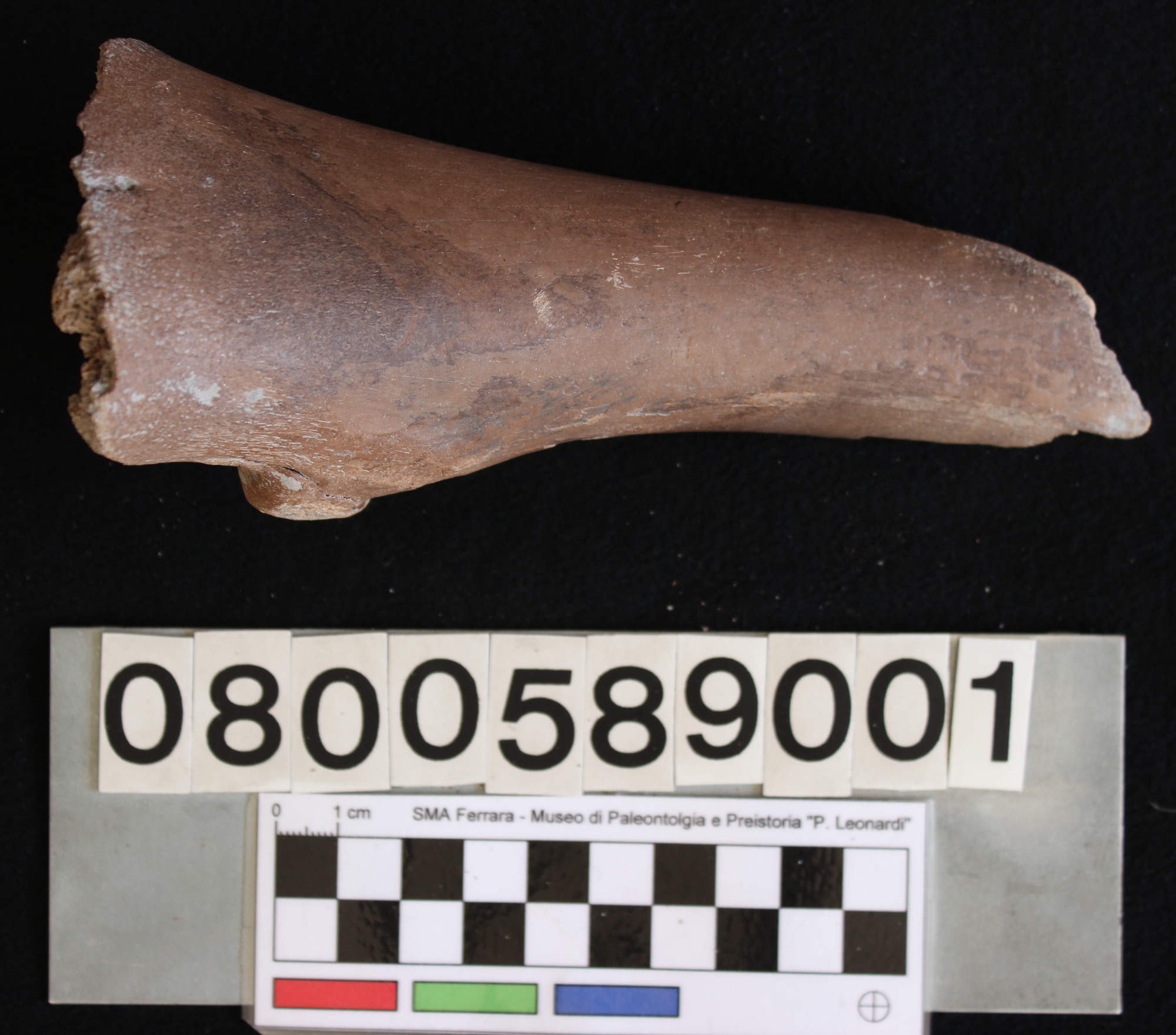 fossile (Indeterminato, femore, esemplare)