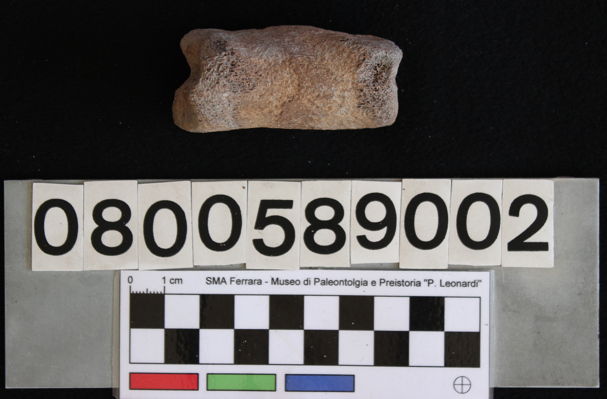 fossile (Bos vel Bison, falange, esemplare)