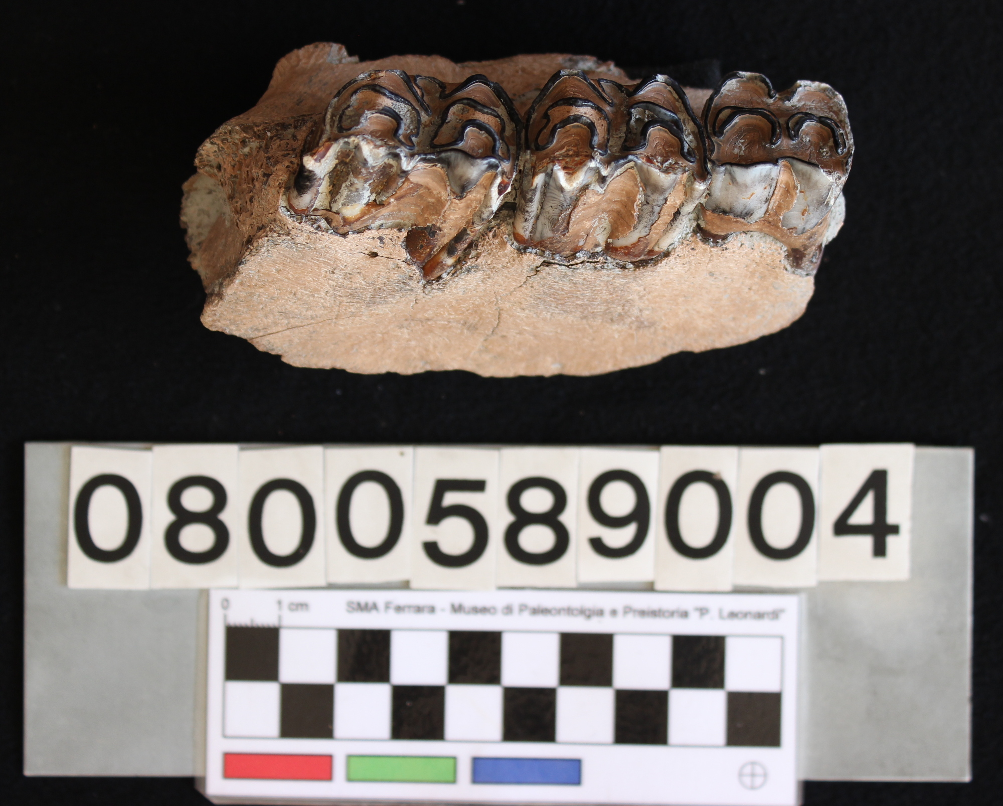 fossile (Bison priscus, mascella, esemplare)