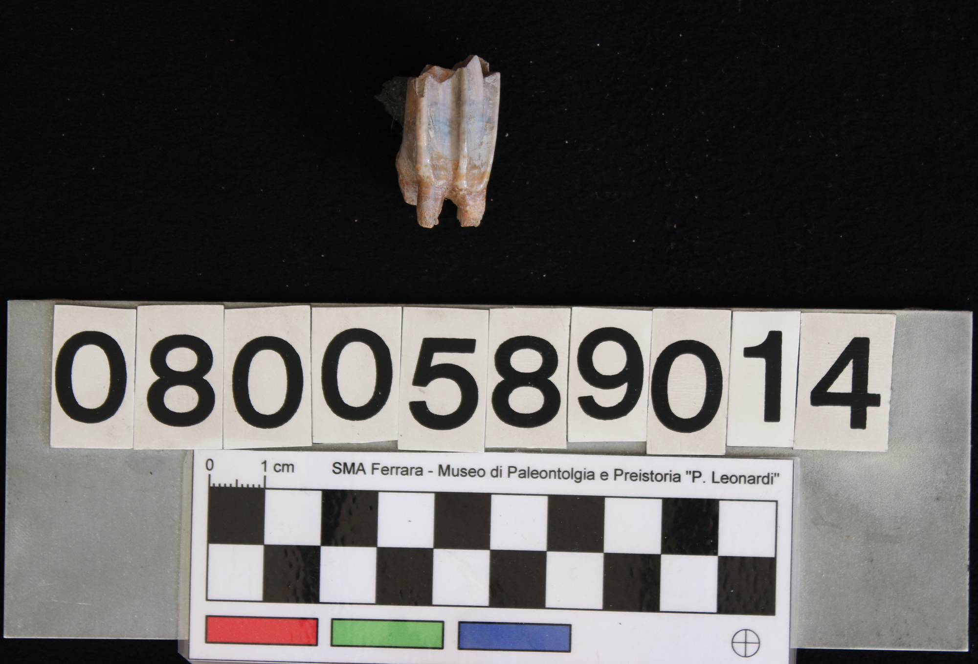 fossile (Capra vel Ovis, dente, esemplare)