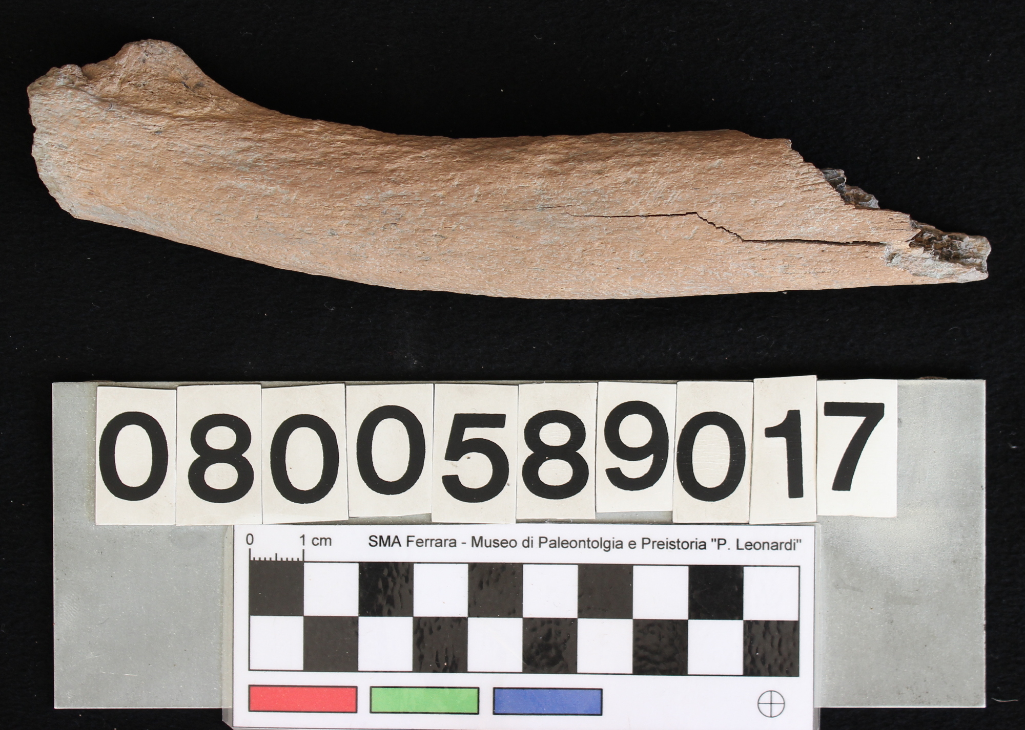 fossile (Indeterminato, costa, esemplare)