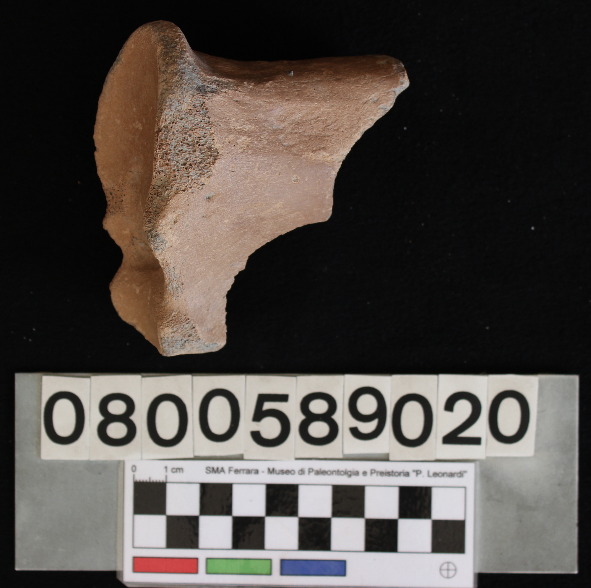 fossile (Bison sp., radio, esemplare)