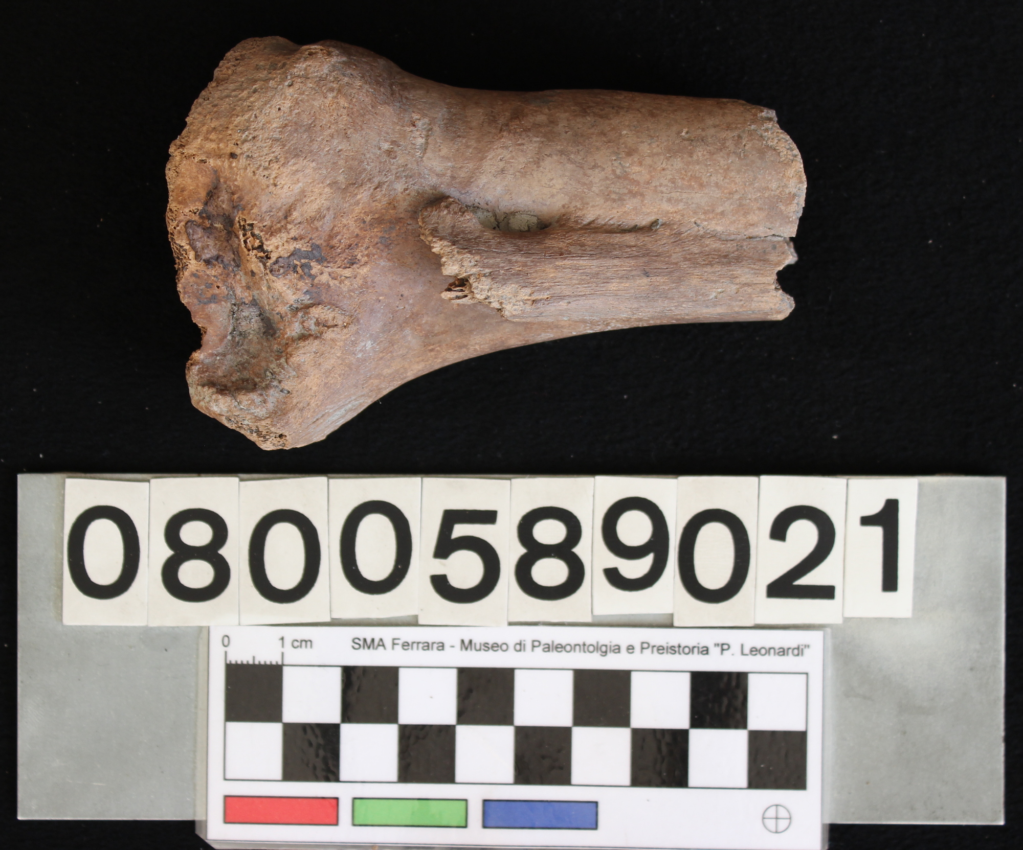 fossile (Megaloceros giganteus, radio, esemplare)