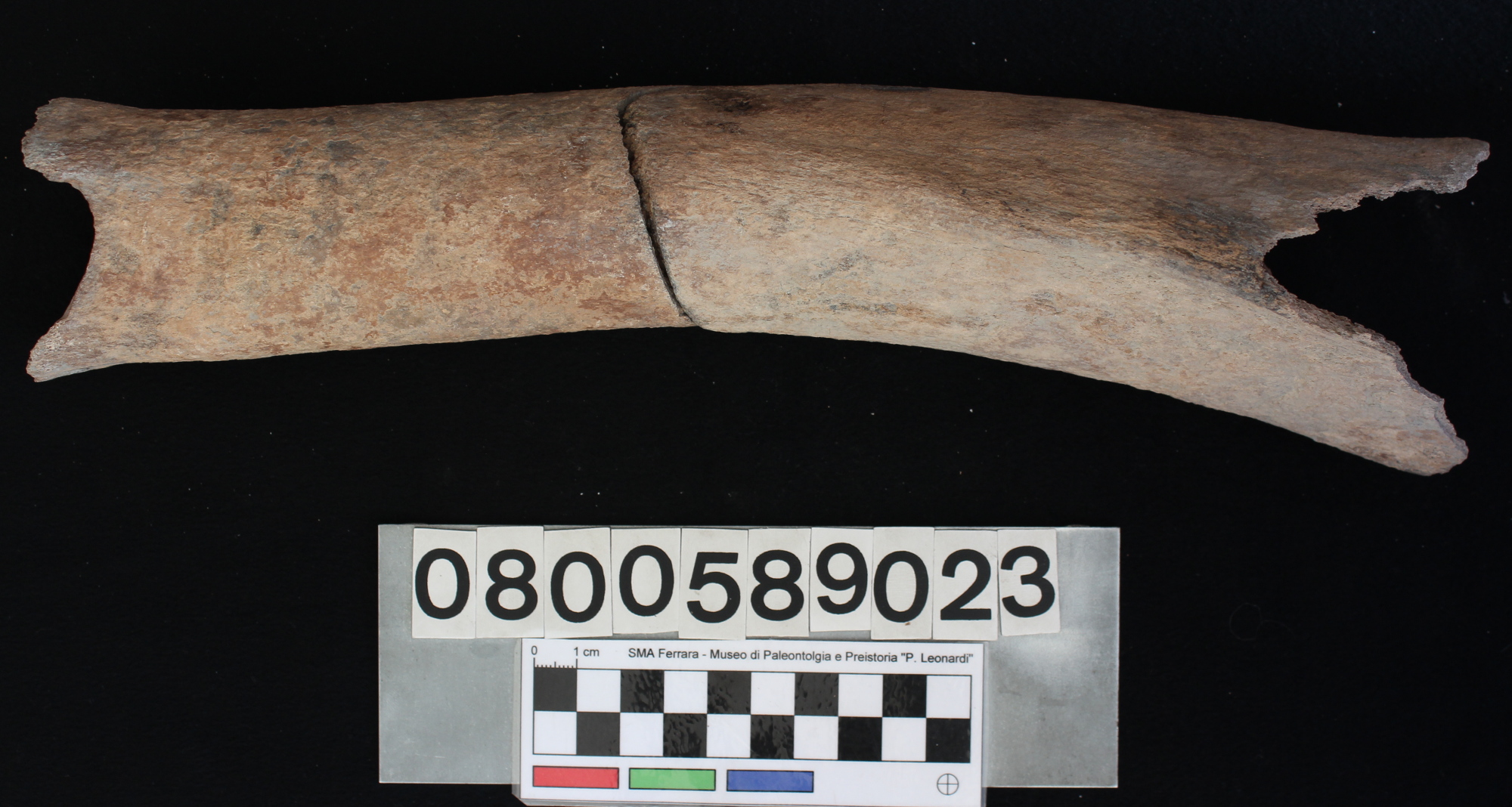 fossile (Bos vel Bison, tibia, esemplare)