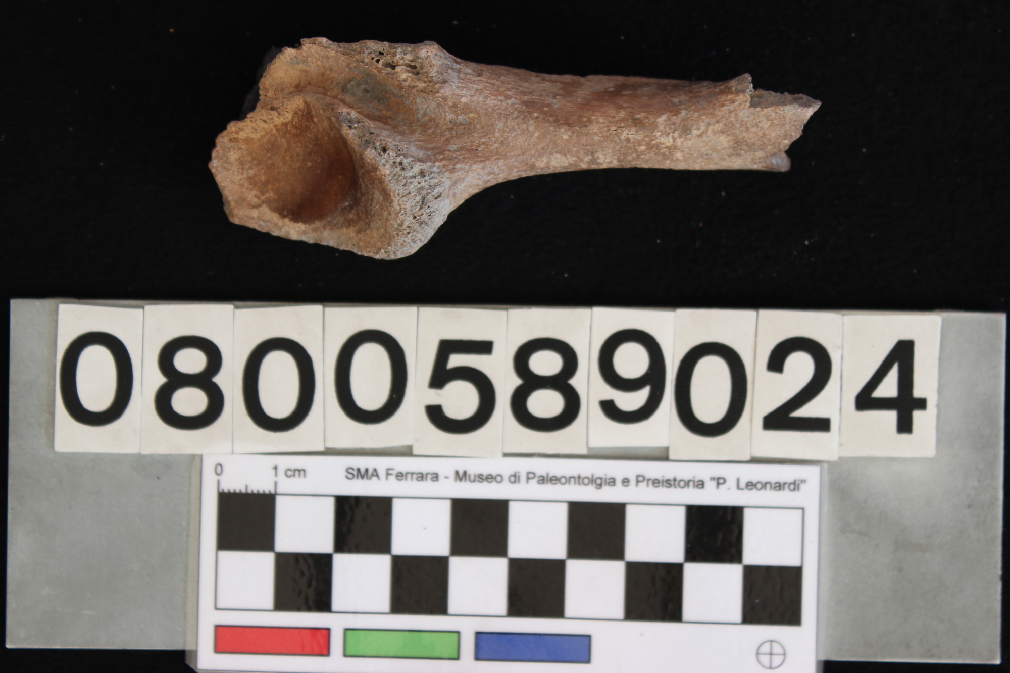 fossile (Indeterminato, vertebra, esemplare)