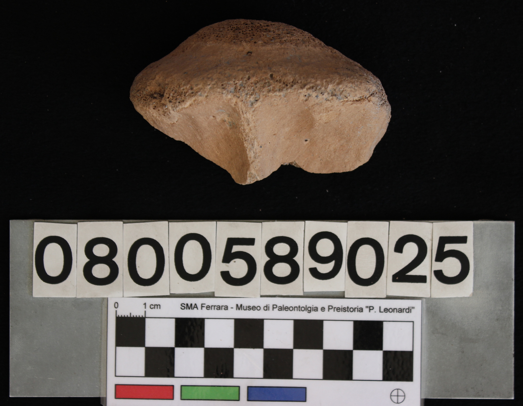 fossile (Indeterminato, vertebra, esemplare)