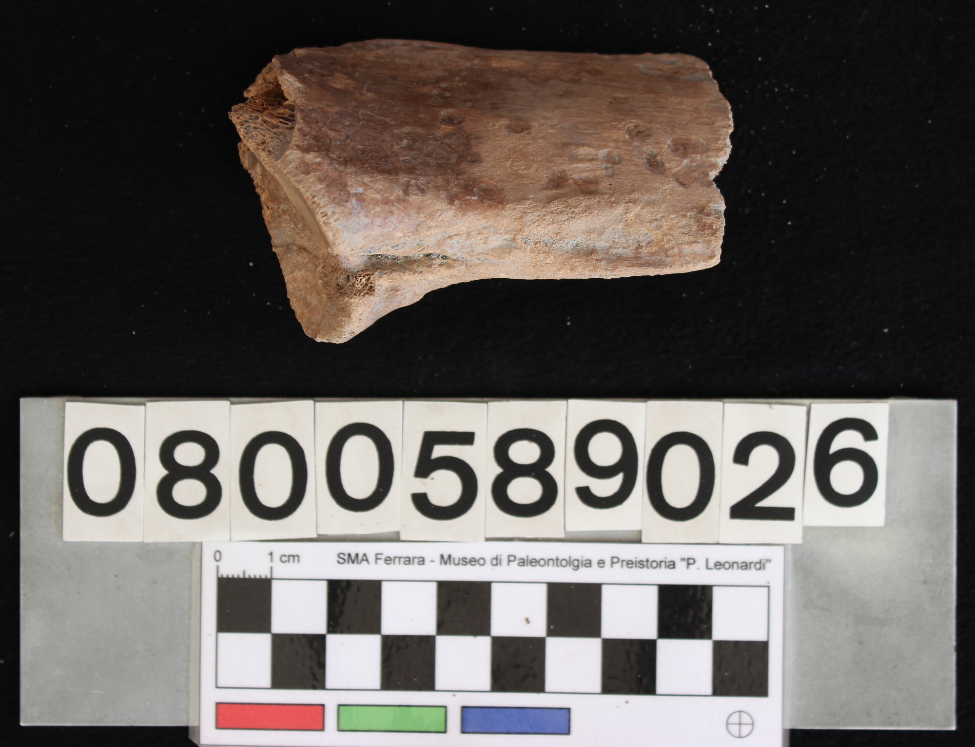 fossile (Indeterminato, vertebra, esemplare)