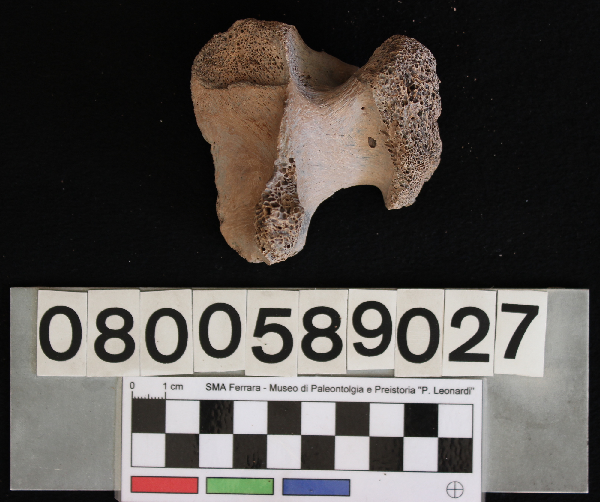 fossile (Indeterminato, vertebra, esemplare)