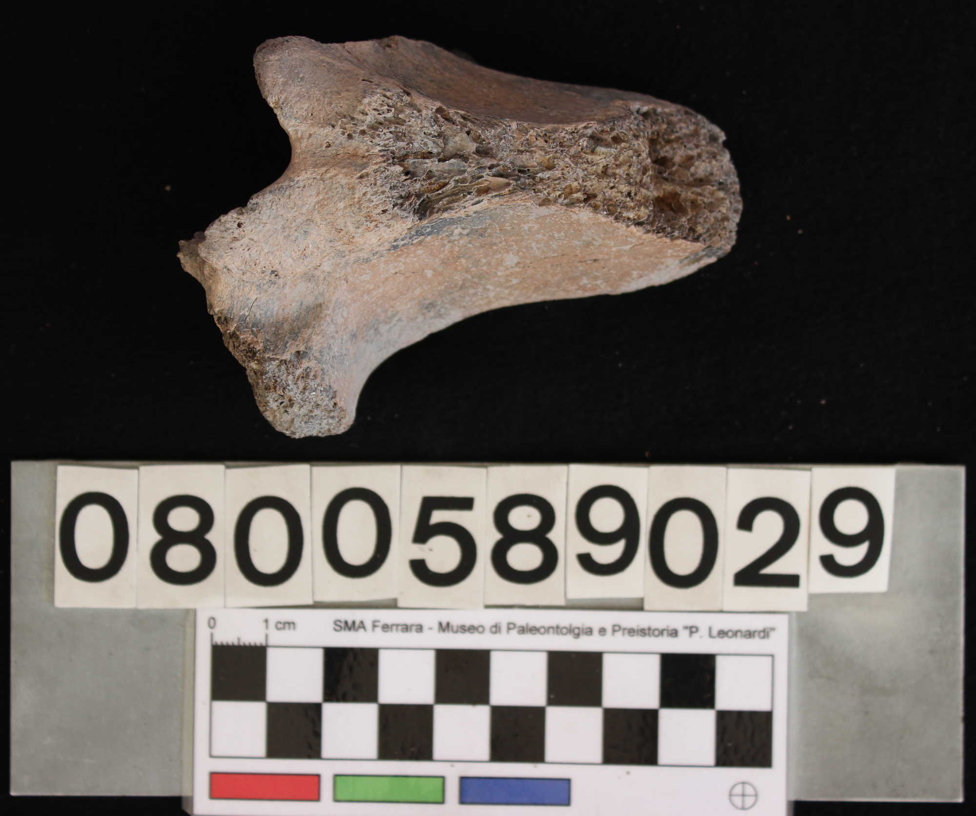 fossile (Indeterminato, vertebra, esemplare)