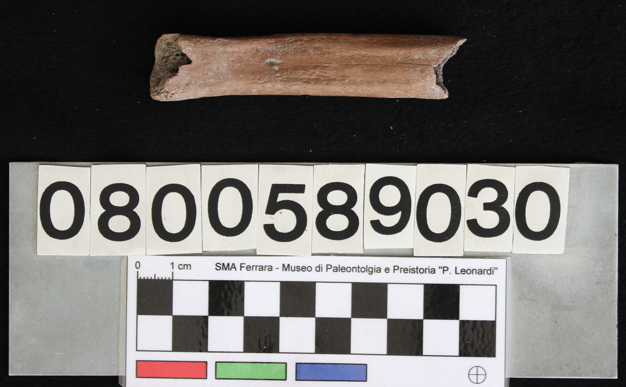 fossile (Carnivora, radio, esemplare)